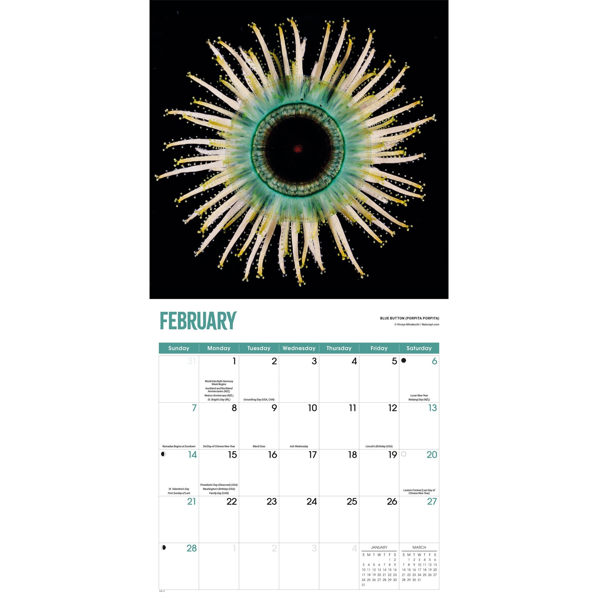 Jellyfish 2027 Wall Calendar