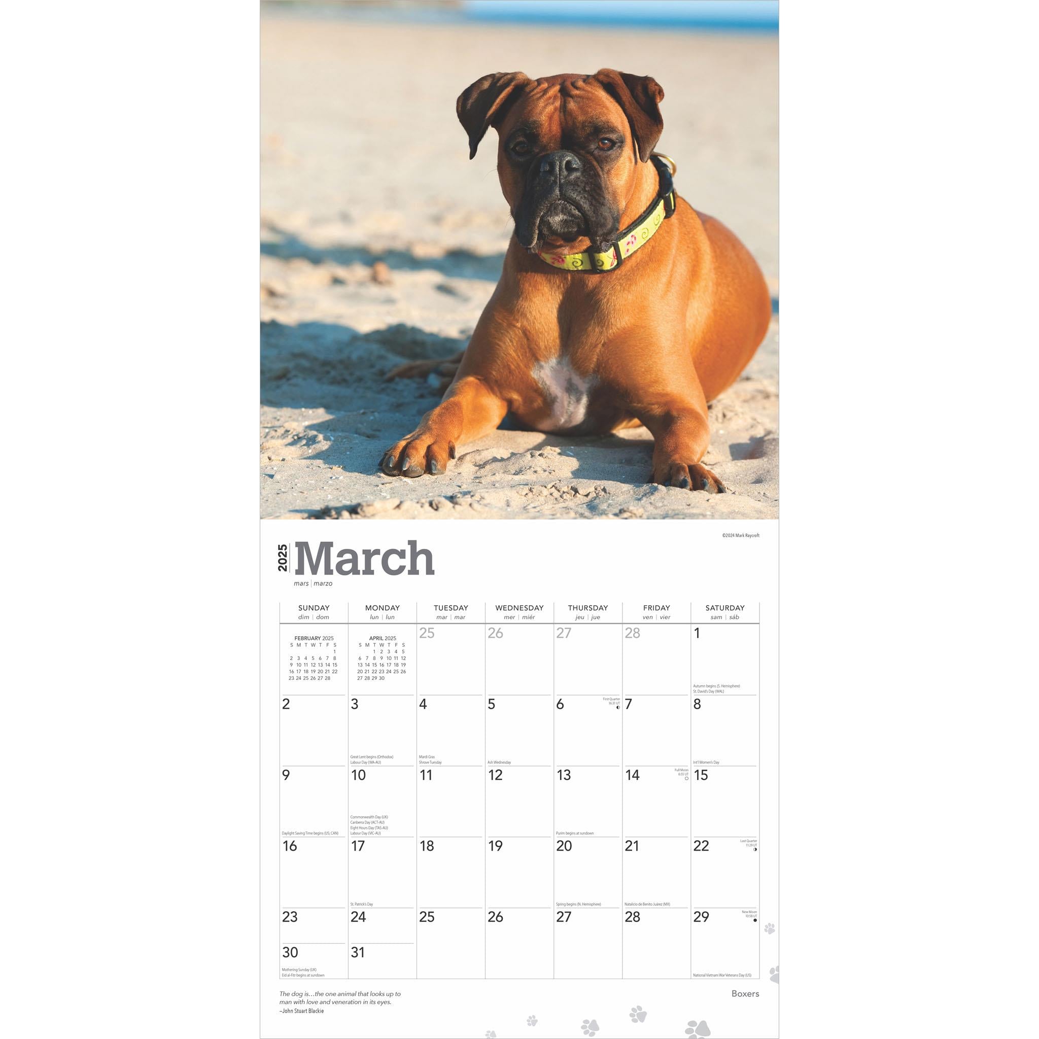 Boxers International Wall 2025 Calendar