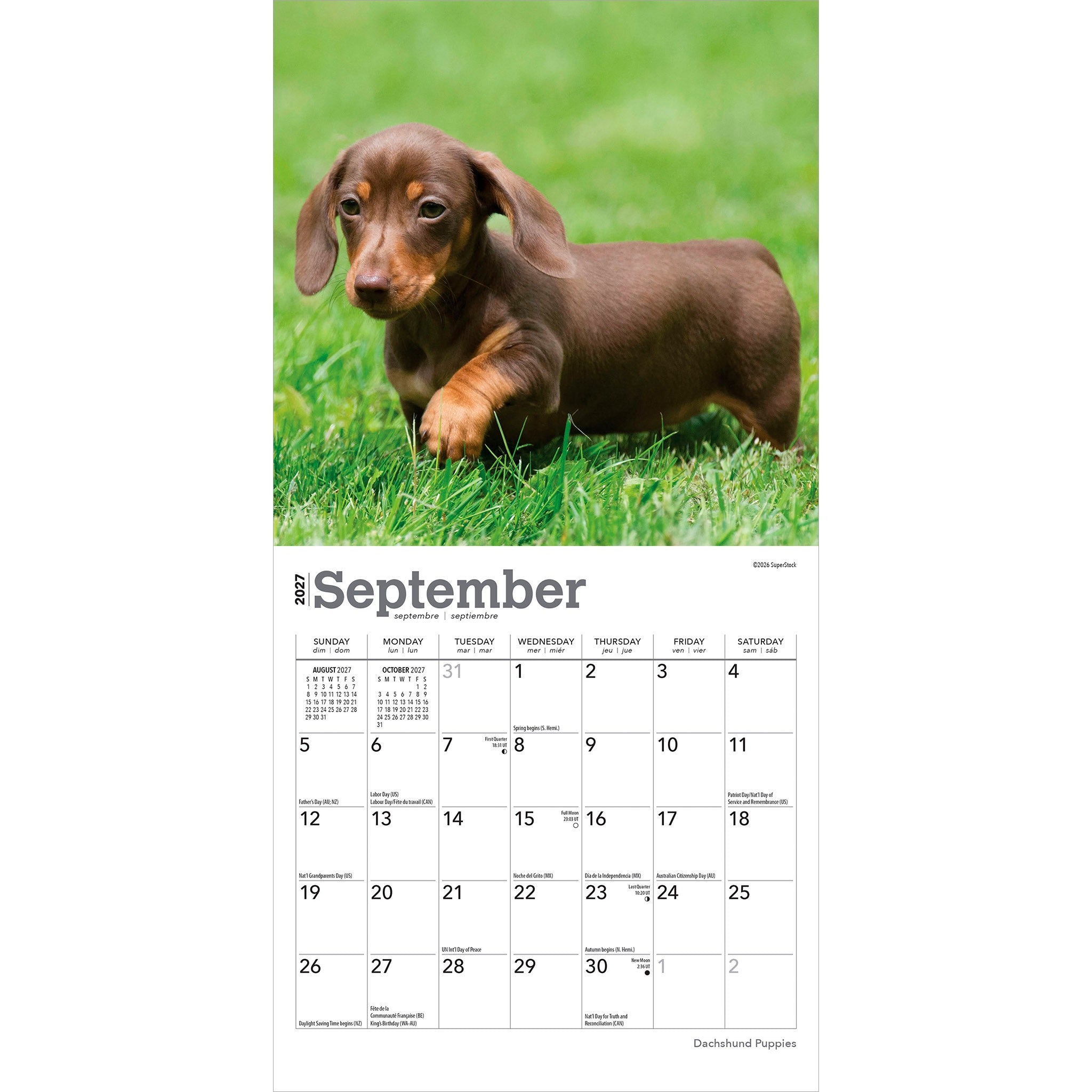 Dachshund Puppies 2027 Mini Calendar