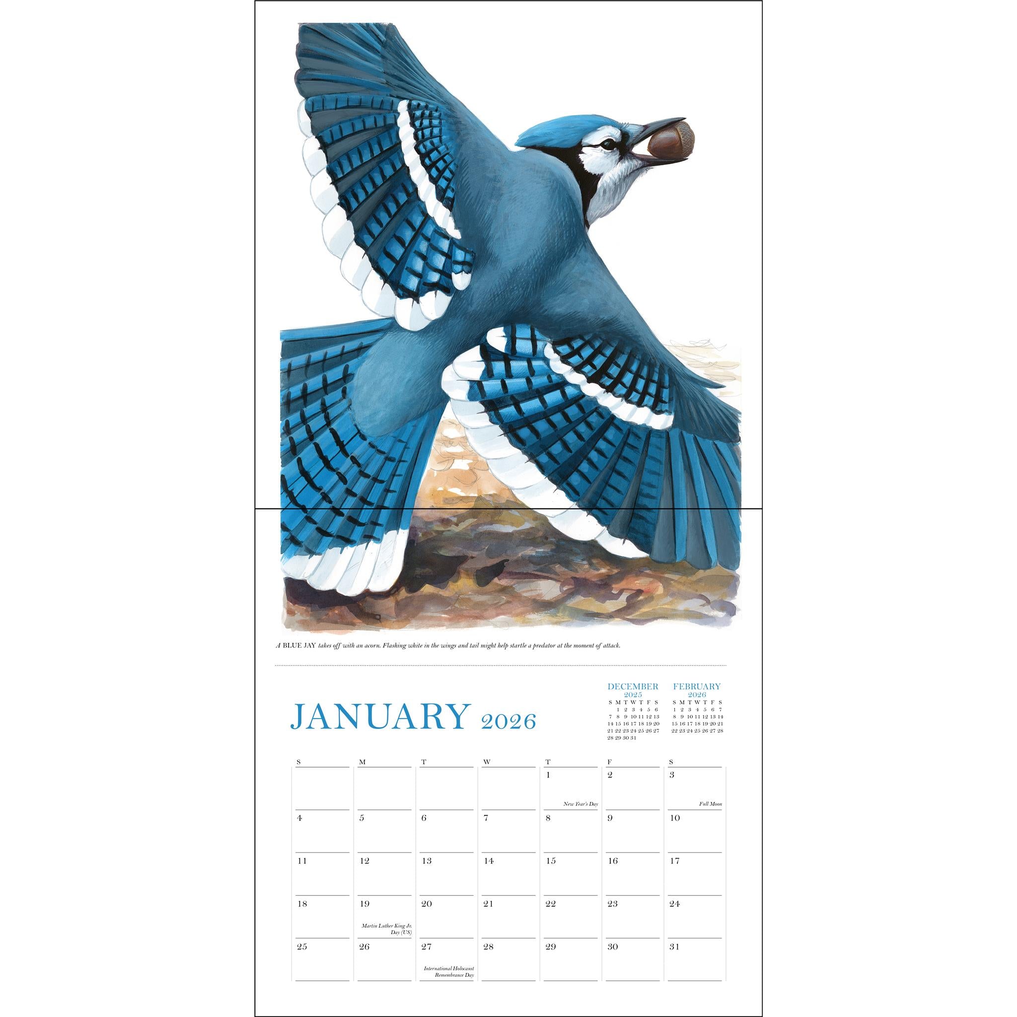 Sibley's Birds Of North America 2026 Wall Calendar - Online Exclusive