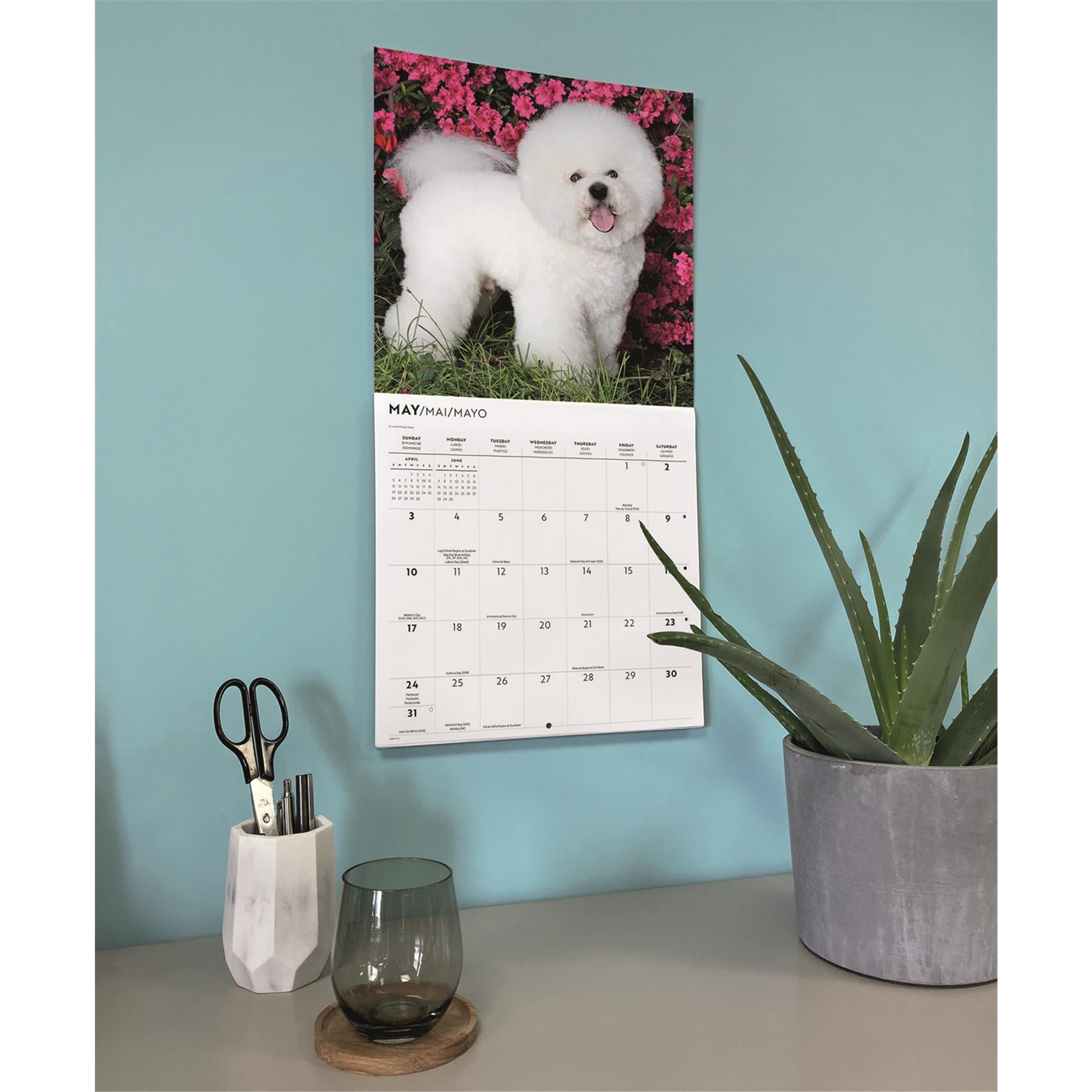 Bichon Frise 2026 Wall Calendar