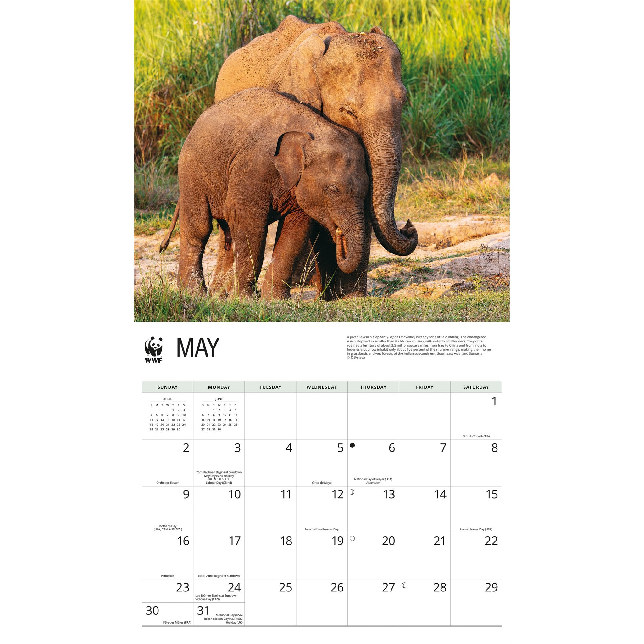 World Wildlife Fund Elephants 2027 Wall Calendar