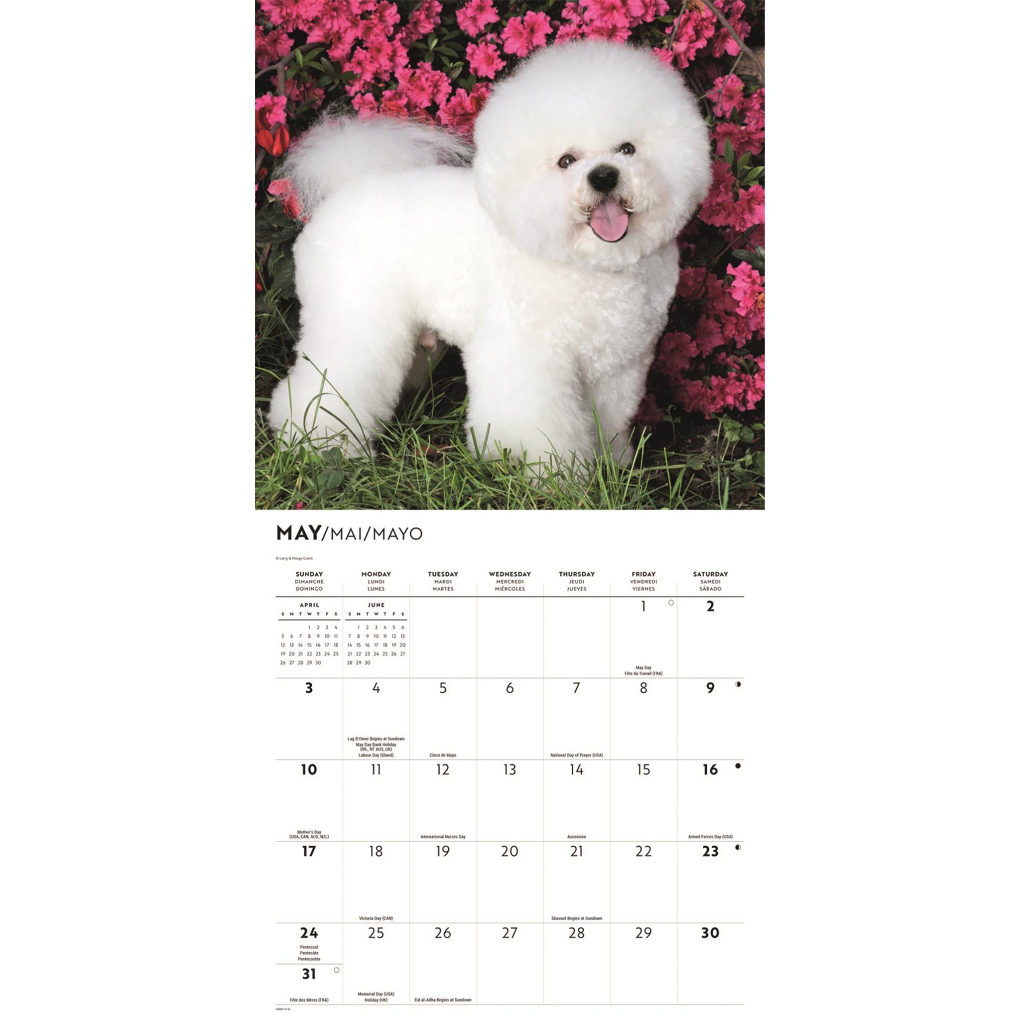 Bichon Frise 2026 Wall Calendar