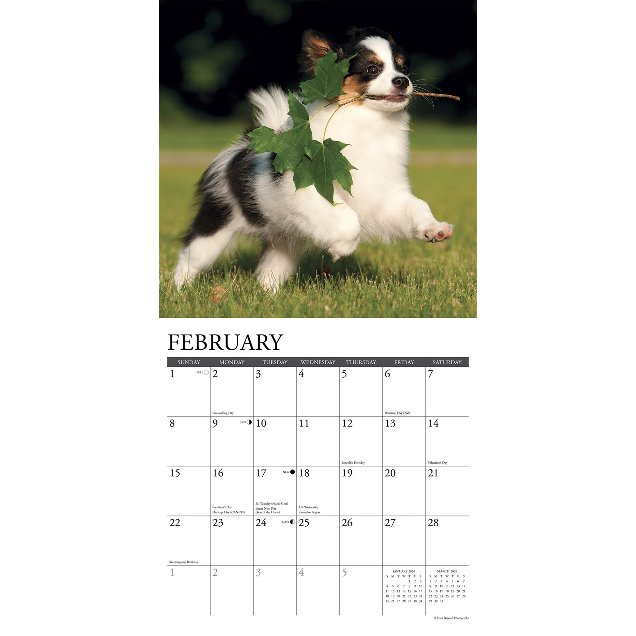 Just Papillons 2026 Wall Calendar
