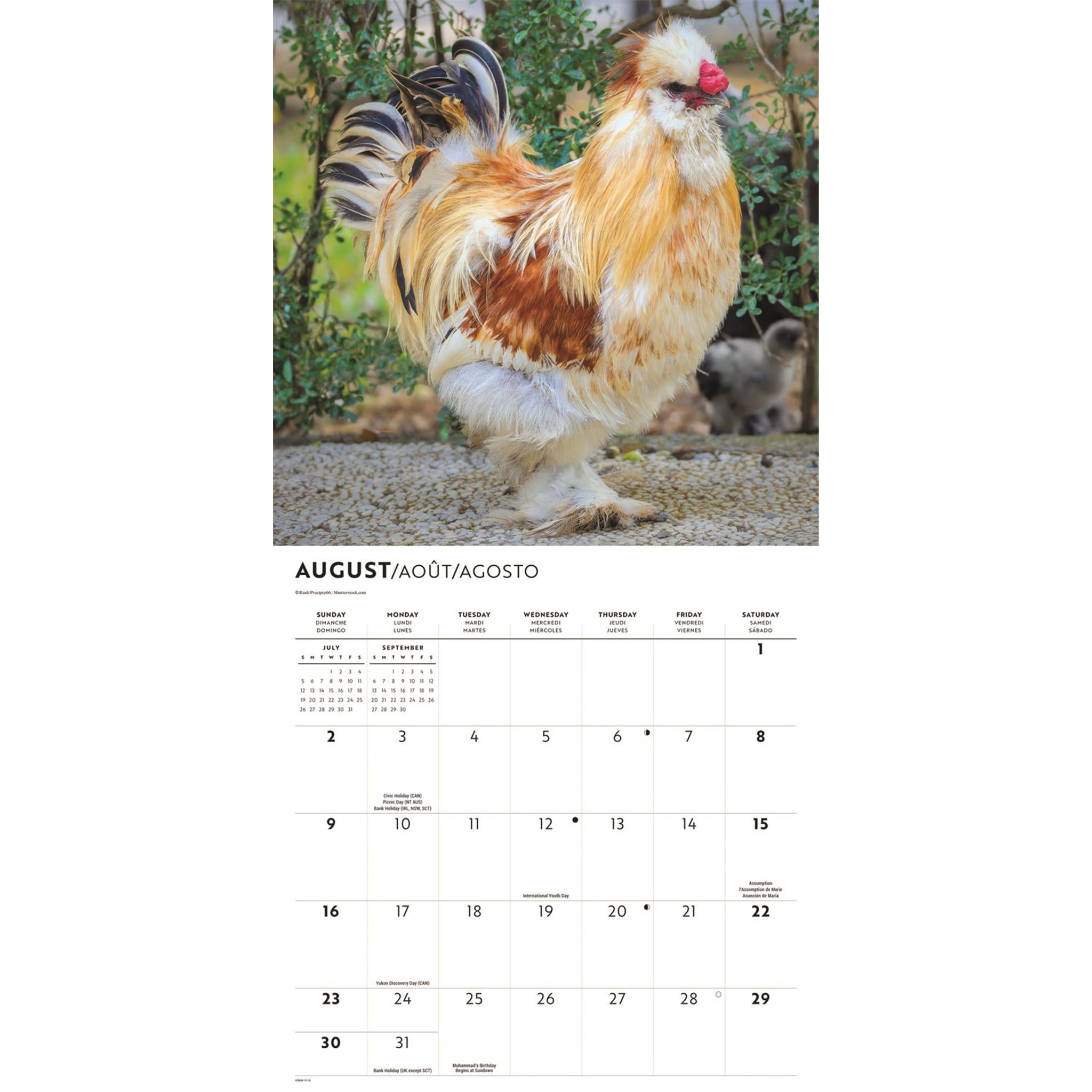 Chickens 2026 Wall Calendar