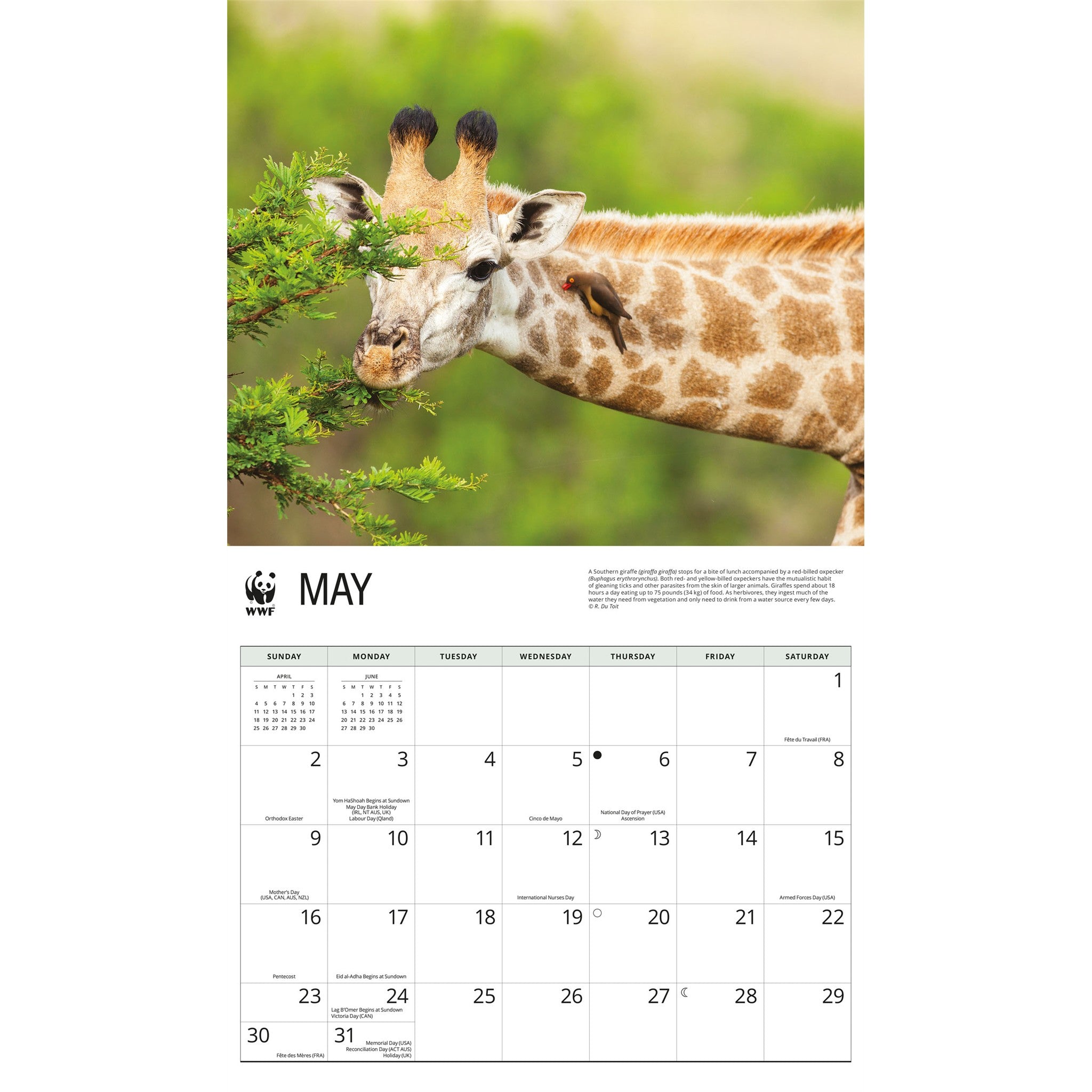 World Wildlife Fund Giraffes 2027 Wall Calendar