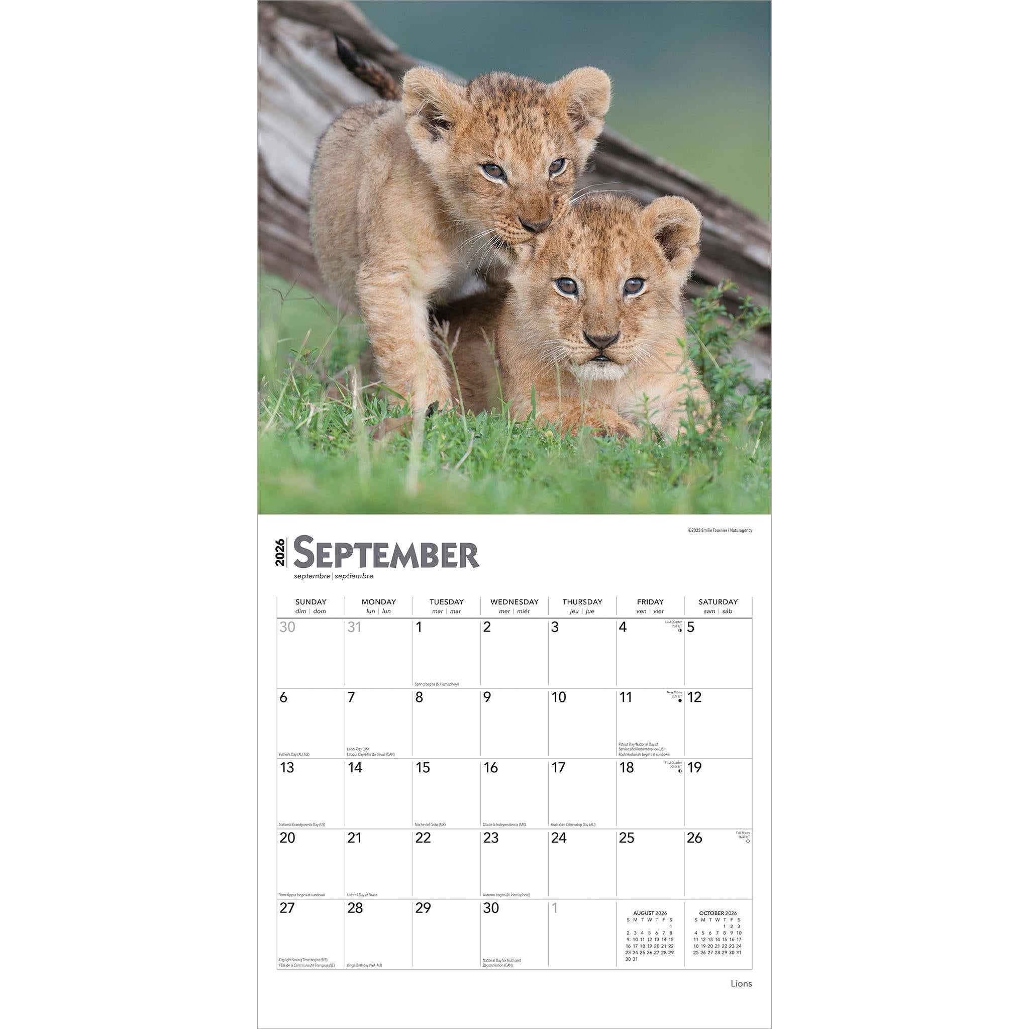 Lions 2026 Wall Calendar - Online Exclusive