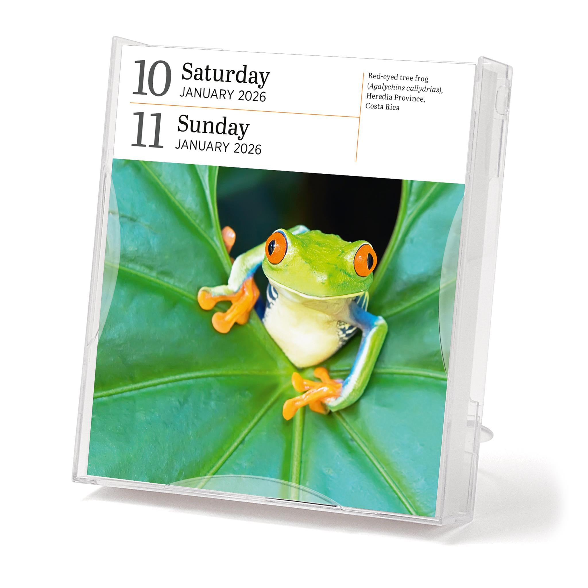 Audubon Nature Gallery 2026 Box Calendar