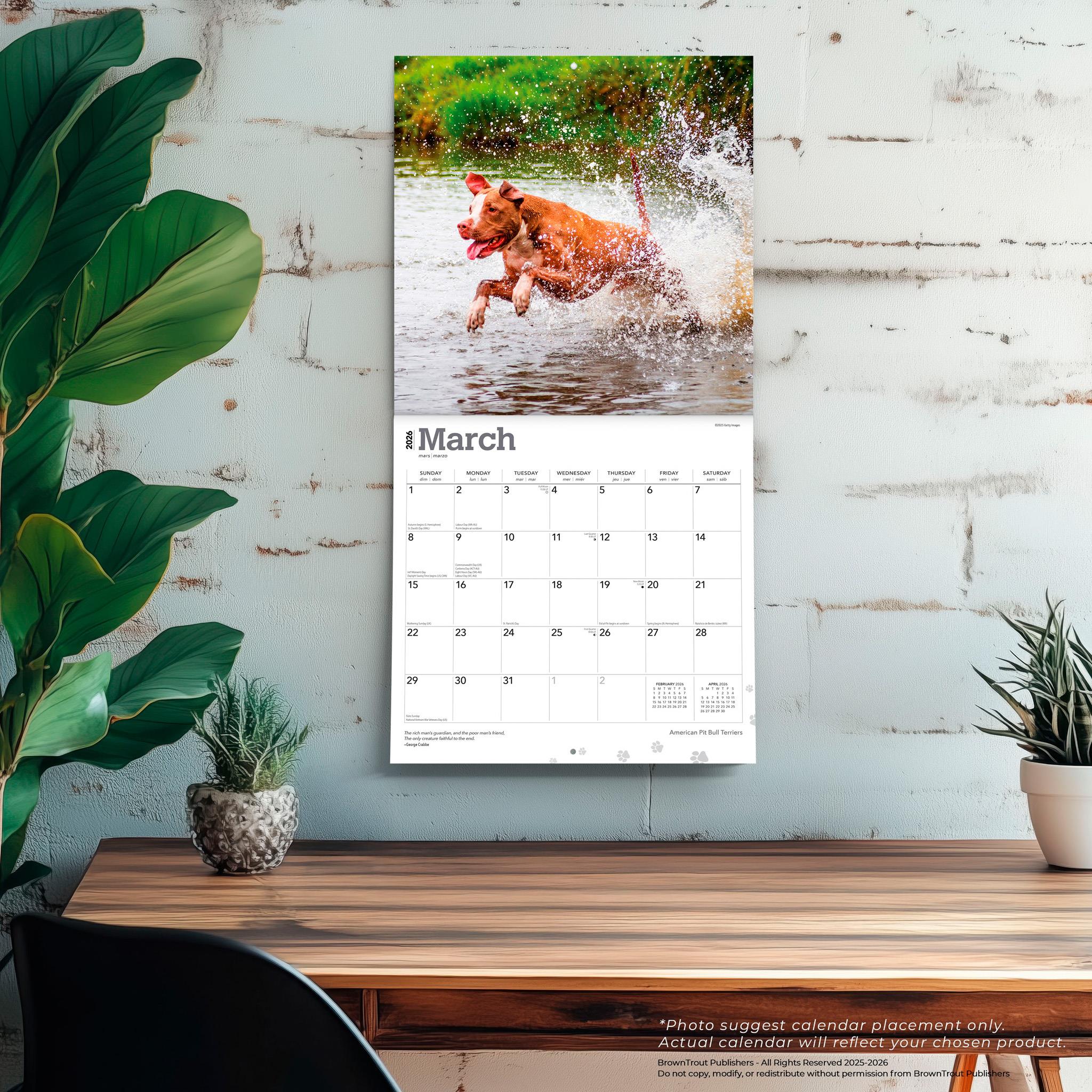 American Pit Bull Terriers 2026 Wall Calendar