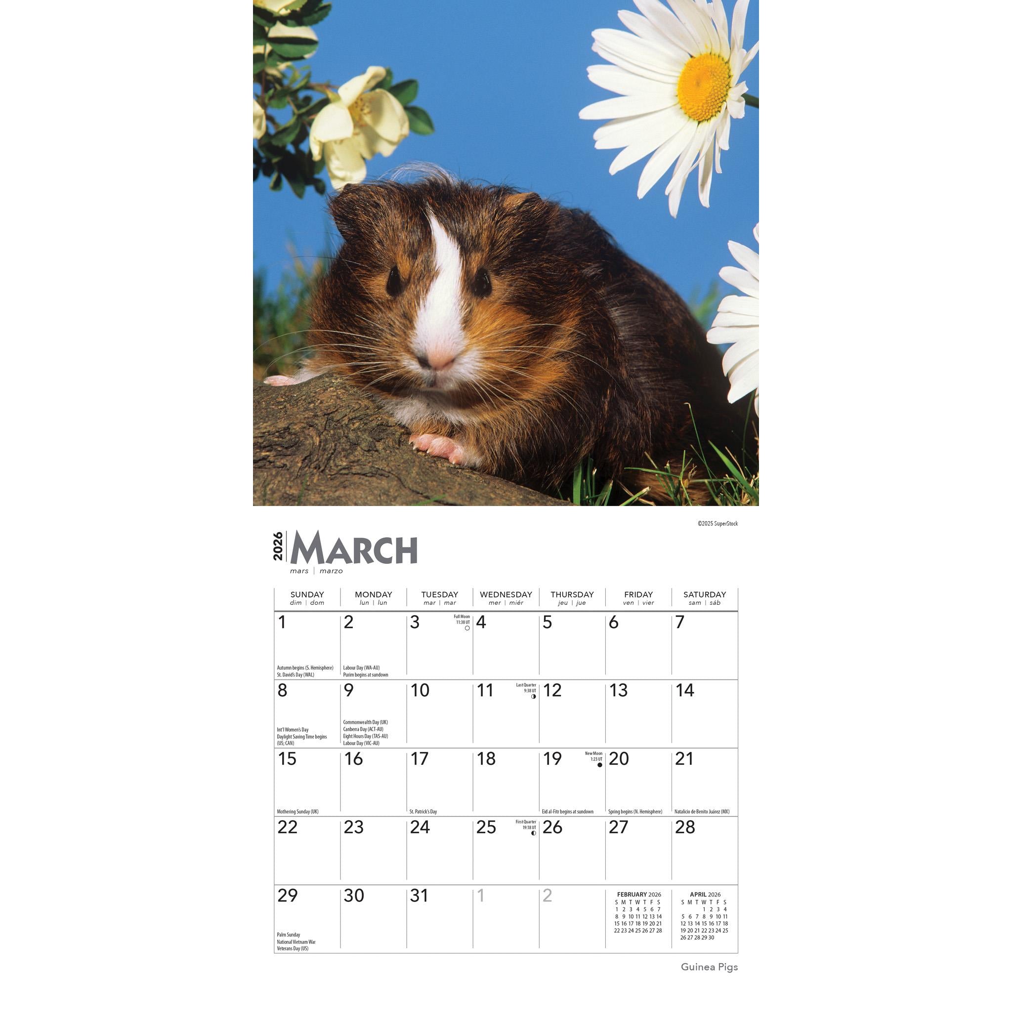Guinea Pigs 2026 Mini Calendar