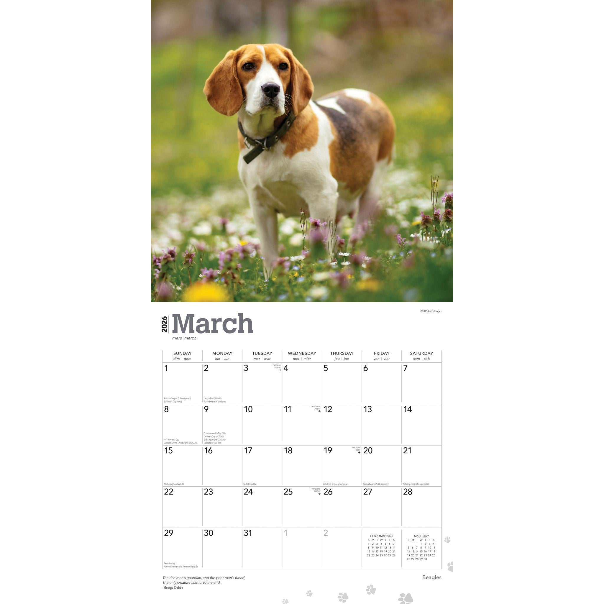 Beagles 2026 Wall Calendar
