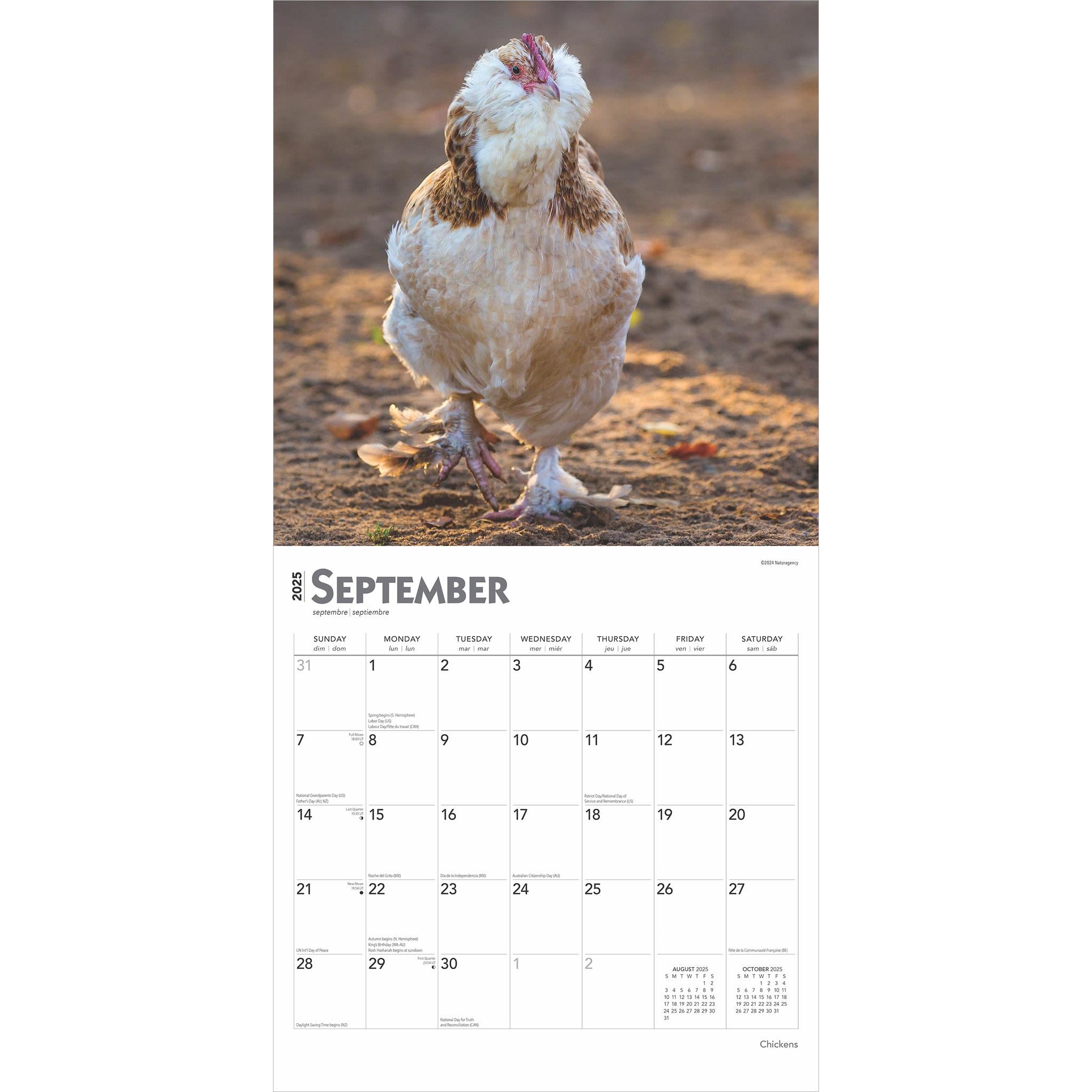 Chickens Wall 2025 Calendar