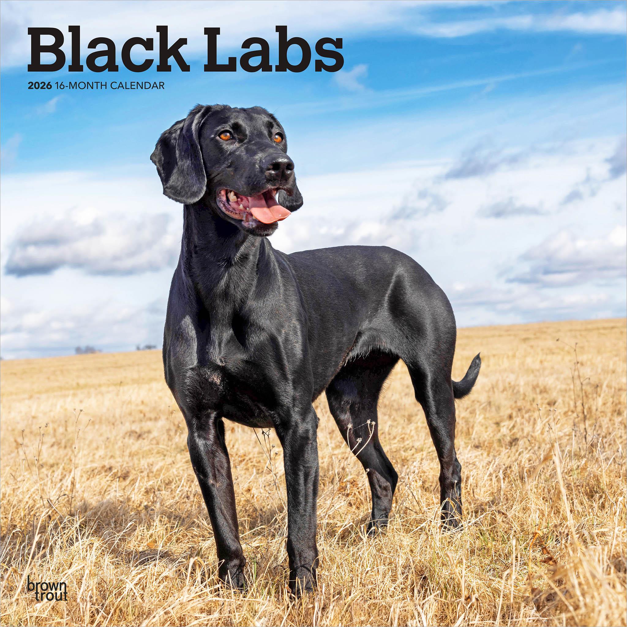 A Black Lab Retriever standing in an open field with a blue sky in the background, representing the design of a 2026 wall calendar.