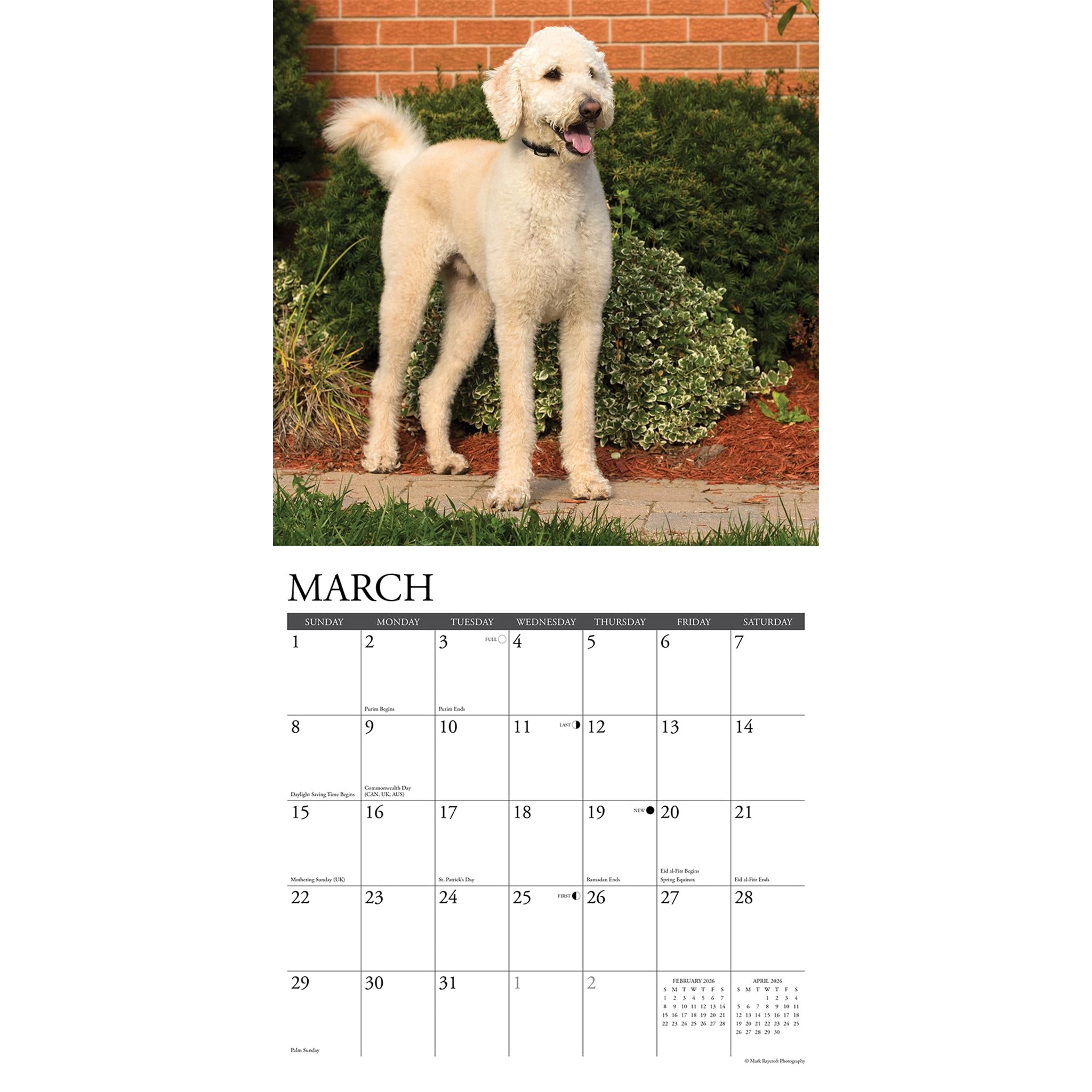 Just Labradoodles 2026 Wall Calendar