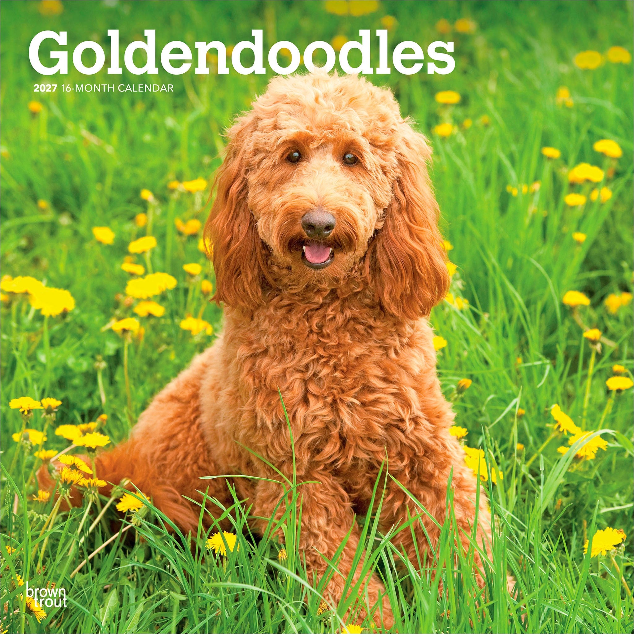 Goldendoodles 2027 Wall Calendar