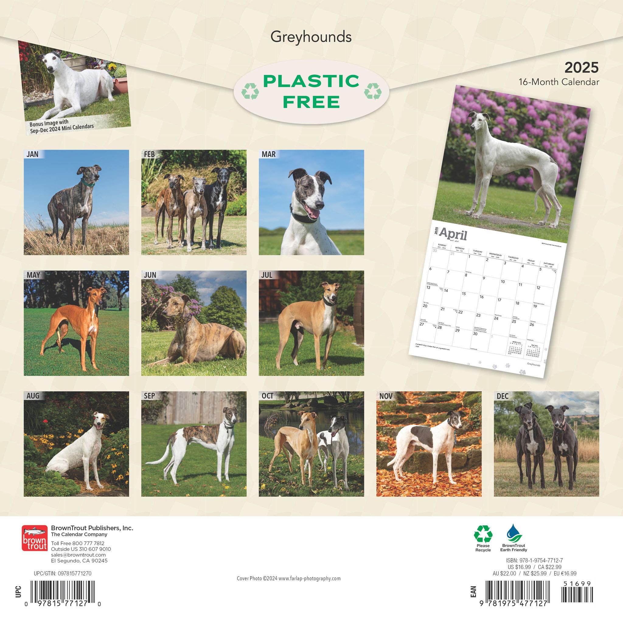 Greyhounds Wall 2025 Calendar