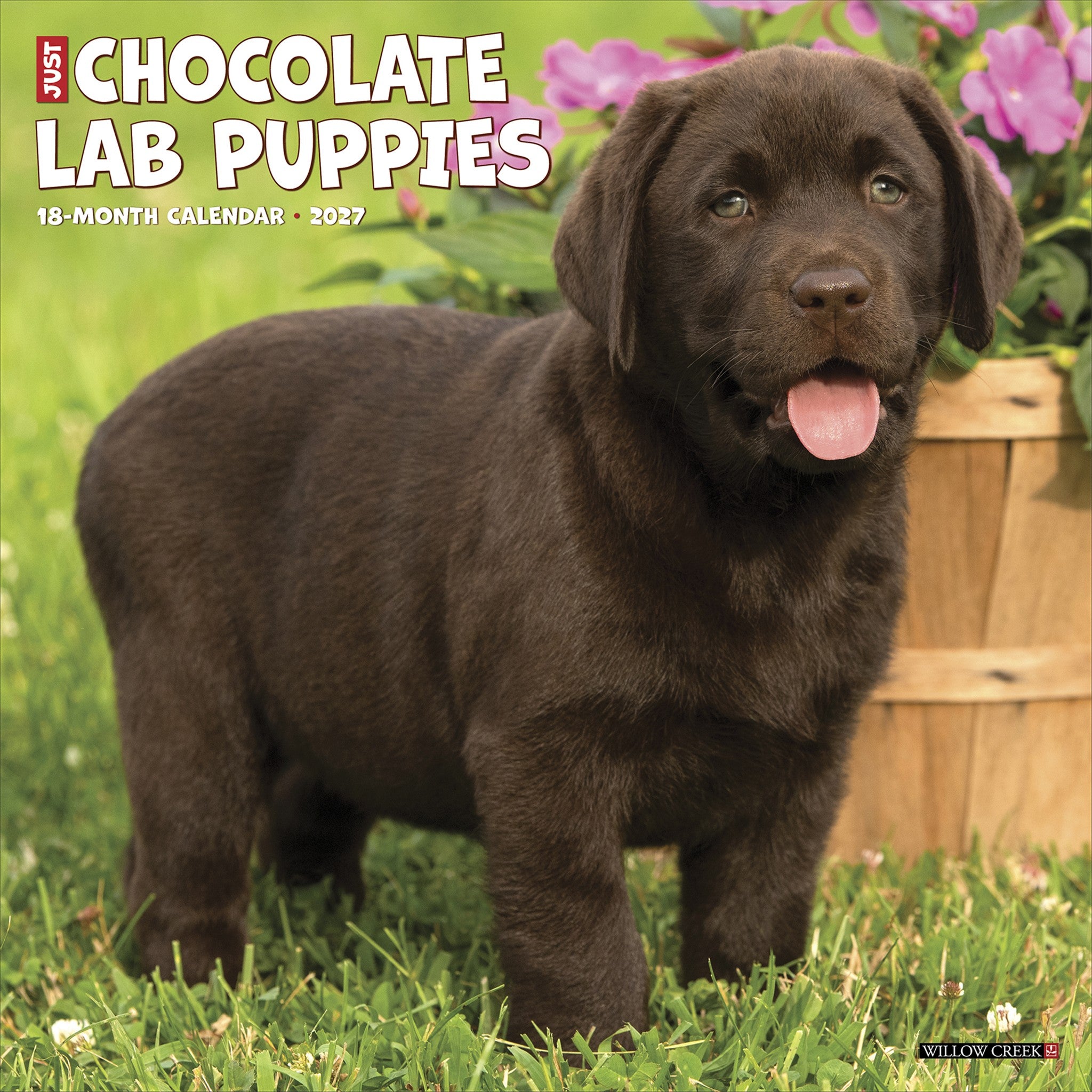 Chocolate Lab Puppies 2027 Wall Calendar - Online Only