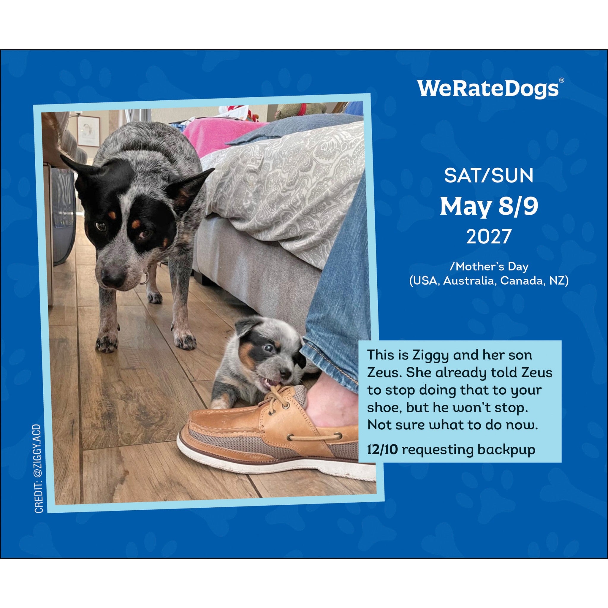 WeRateDogs 2027 Box Calendar