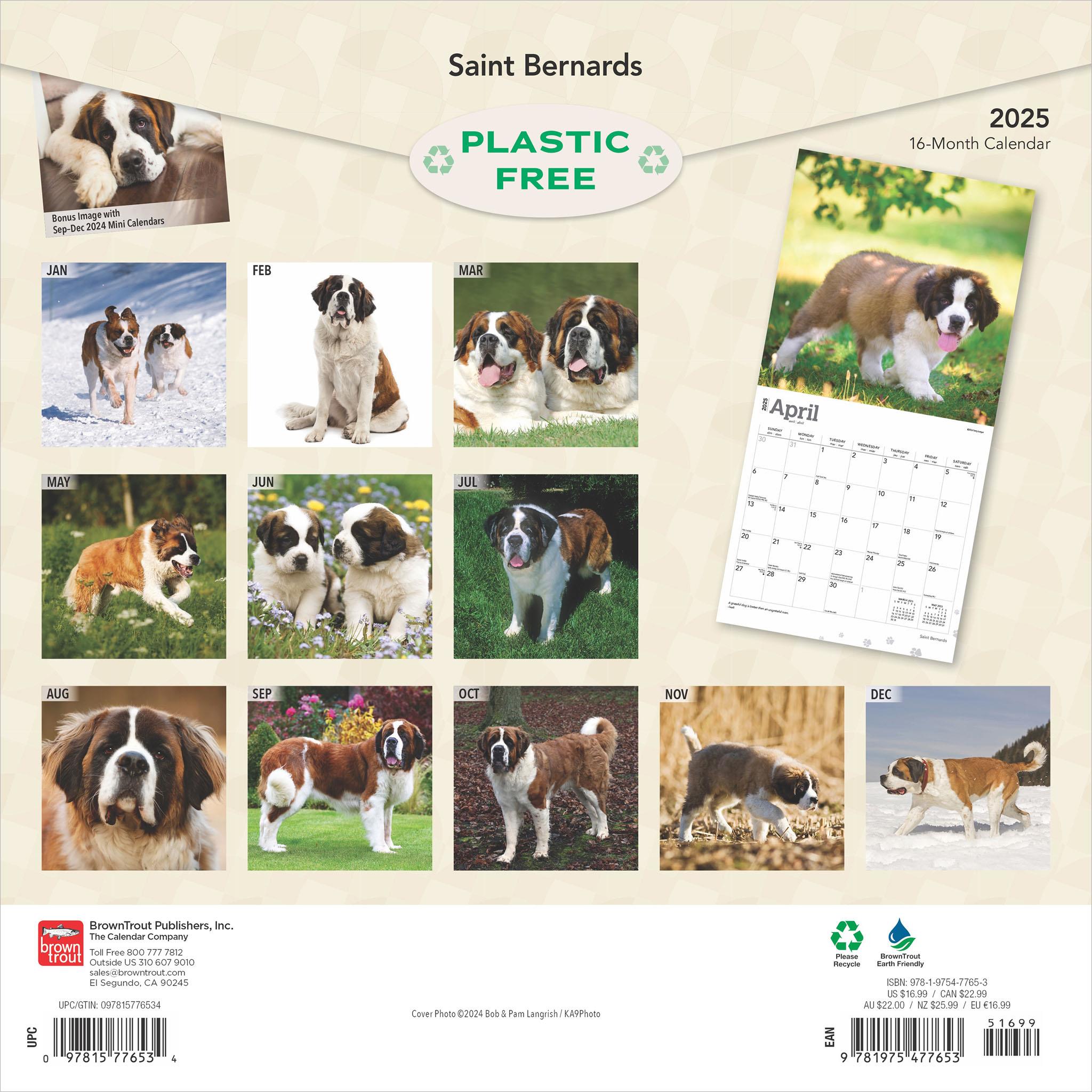 Saint Bernards Wall 2025 Calendar