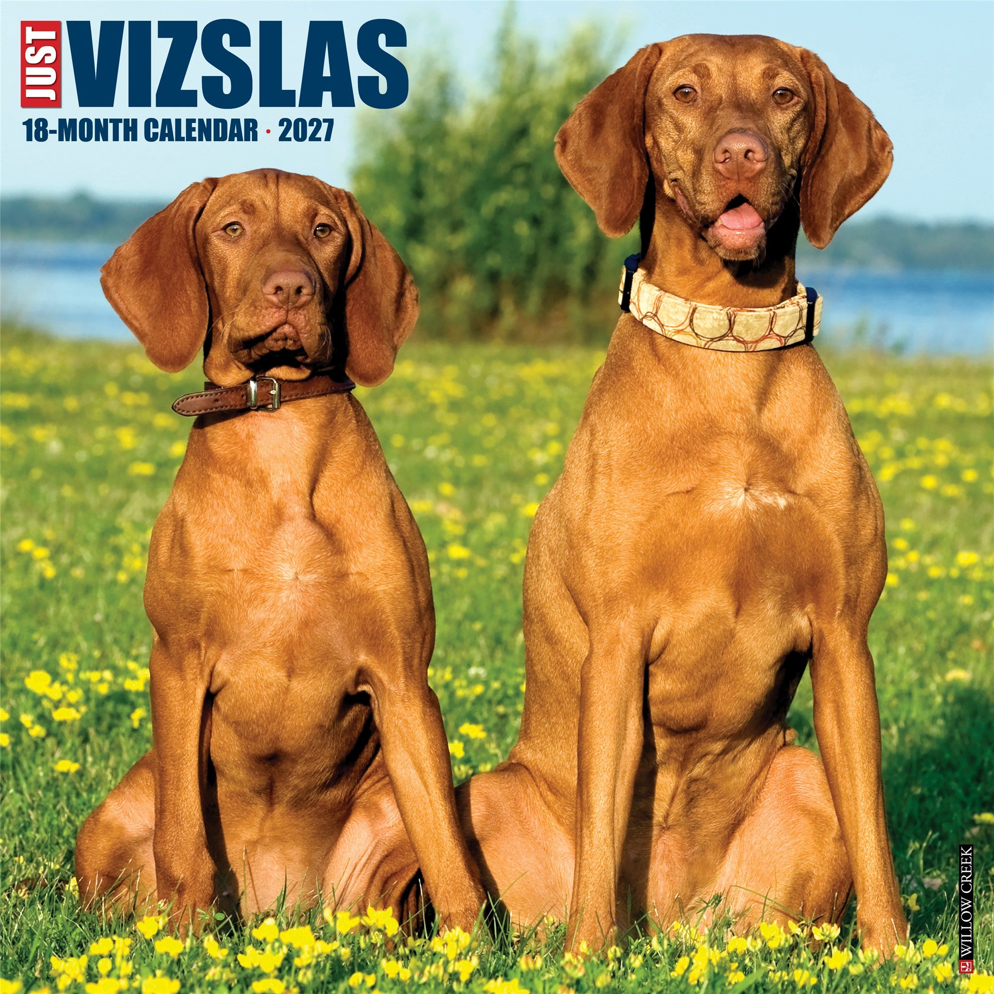 Vizslas 2027 Wall Calendar
