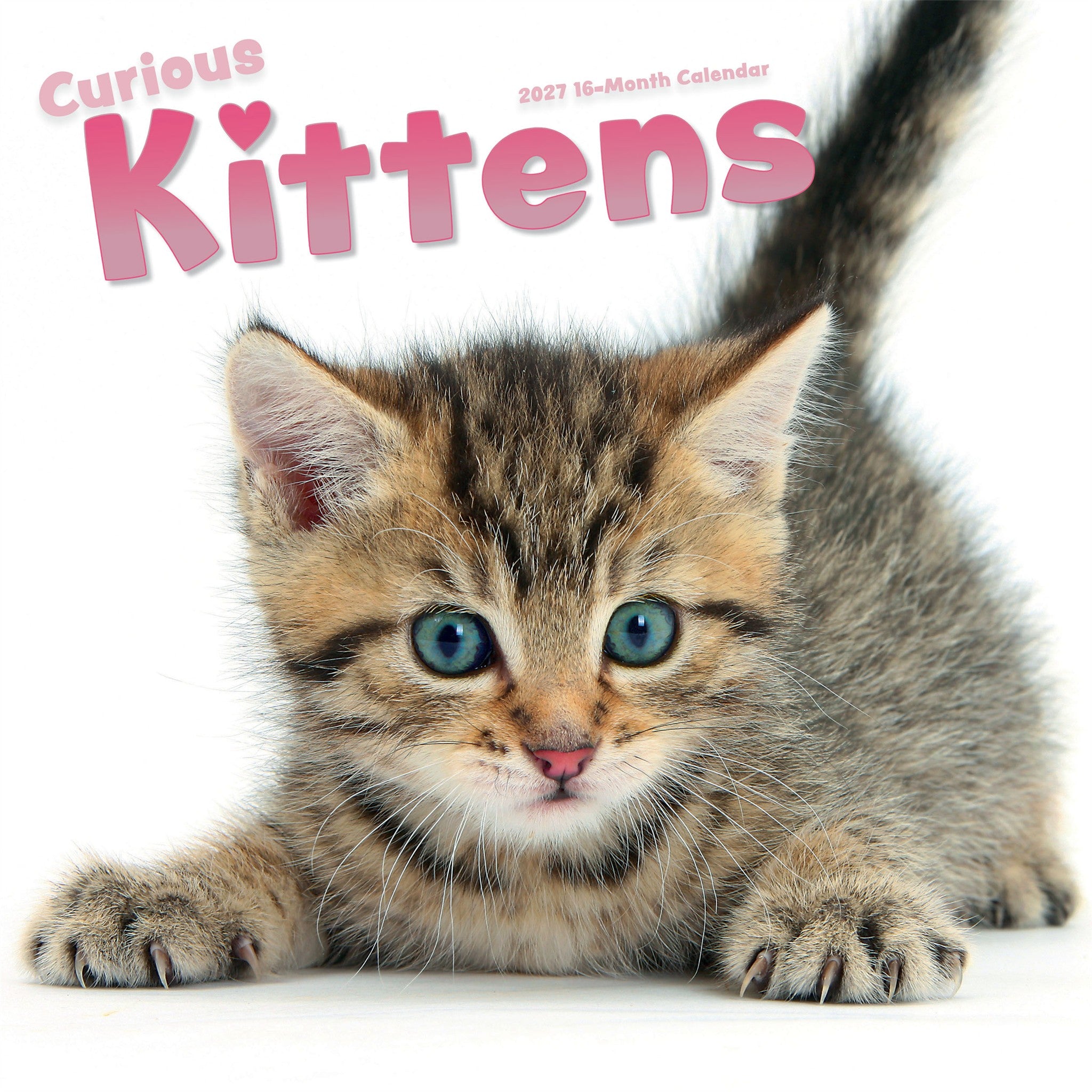 Curious Kittens 2027 Wall Calendar