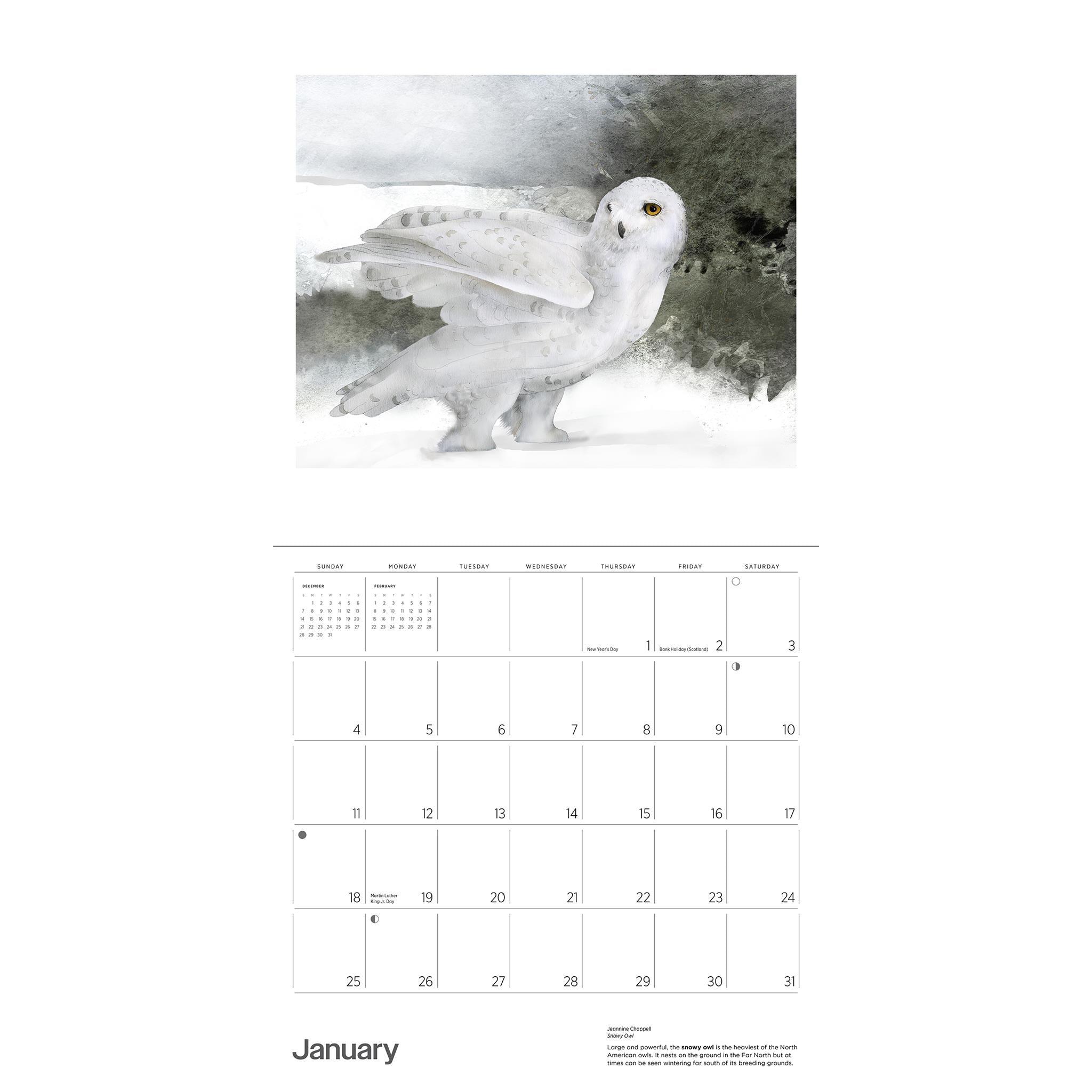 Owls Jeannine Chappell 2026 Wall Calendar
