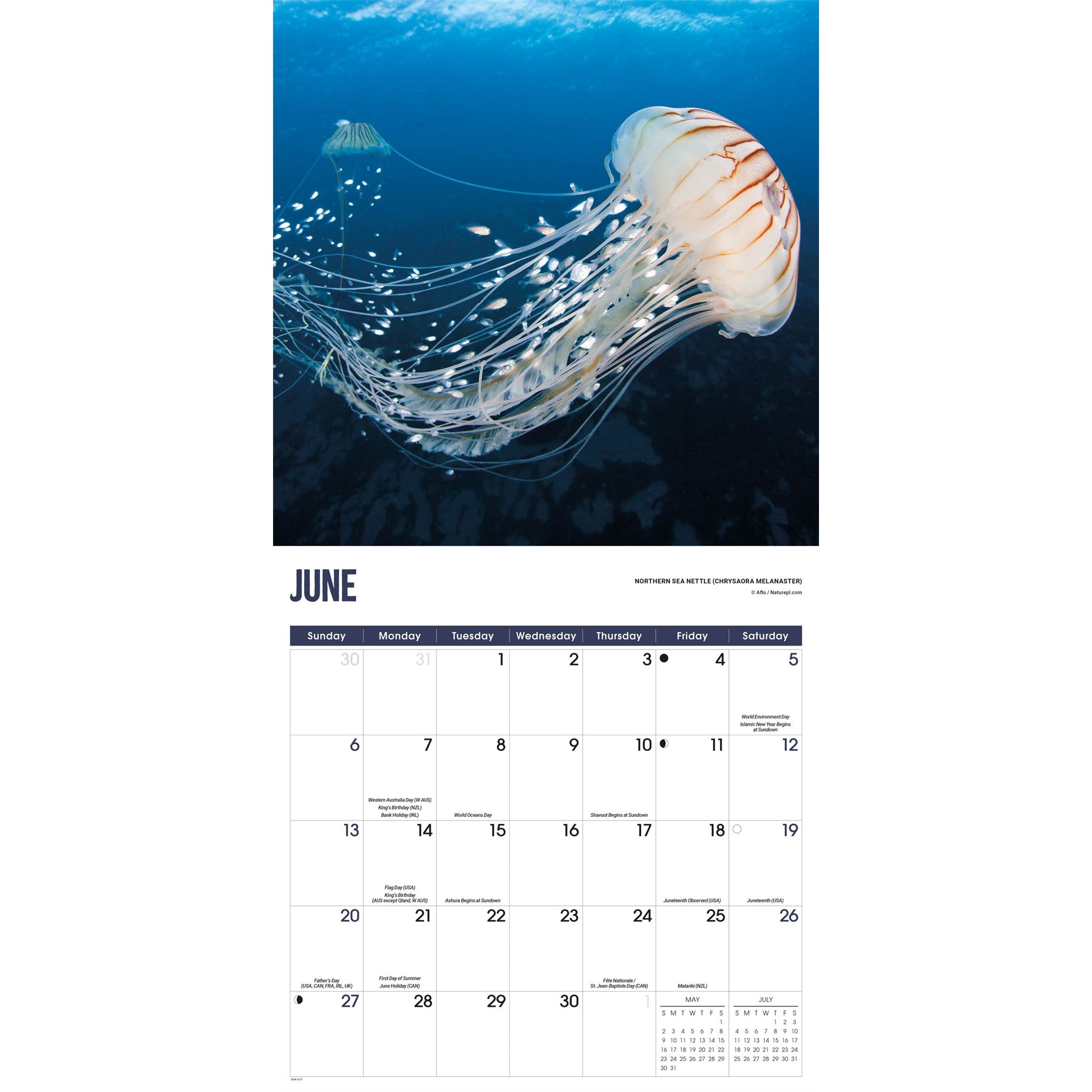 Jellyfish 2027 Wall Calendar