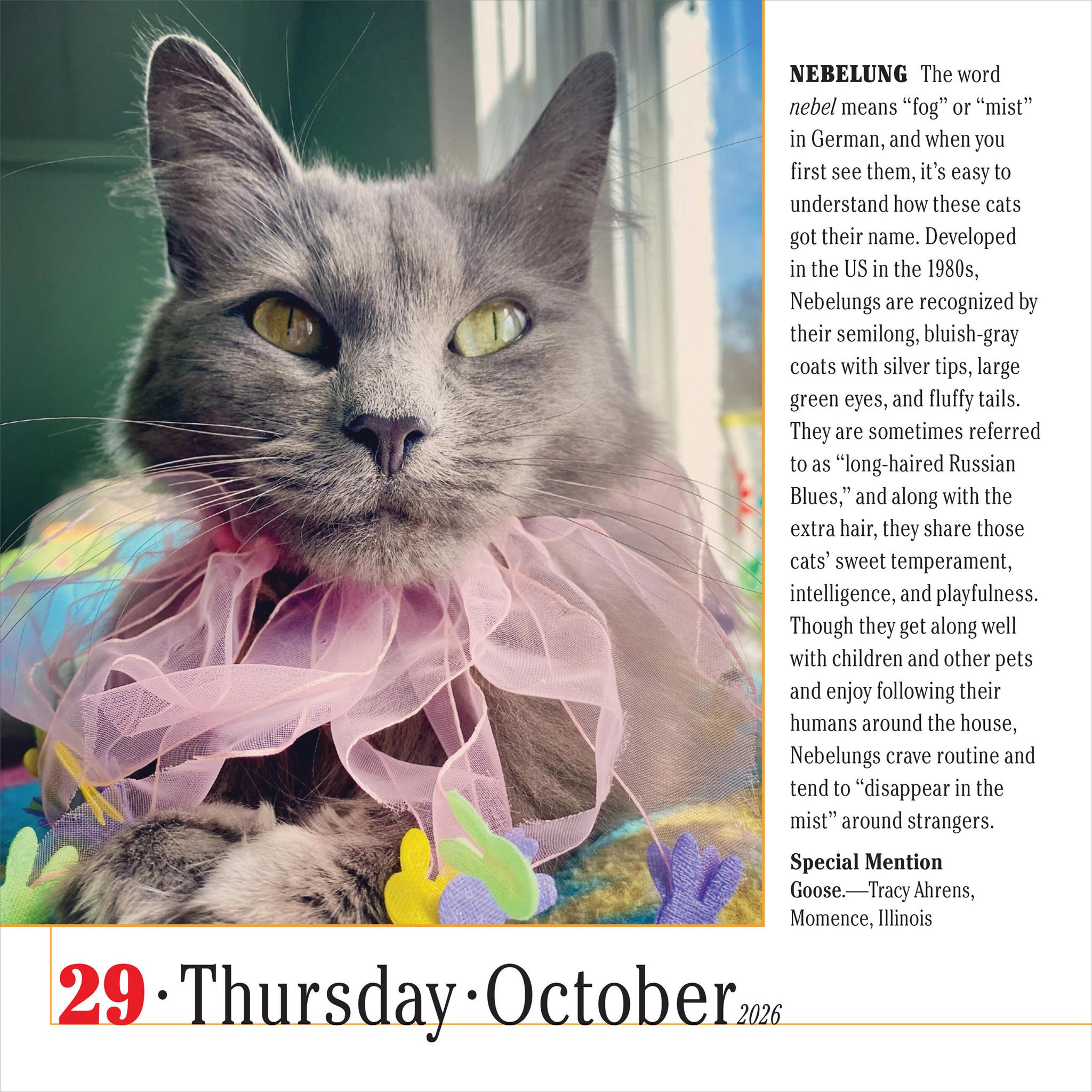 Cats 365 2026 Box Calendar