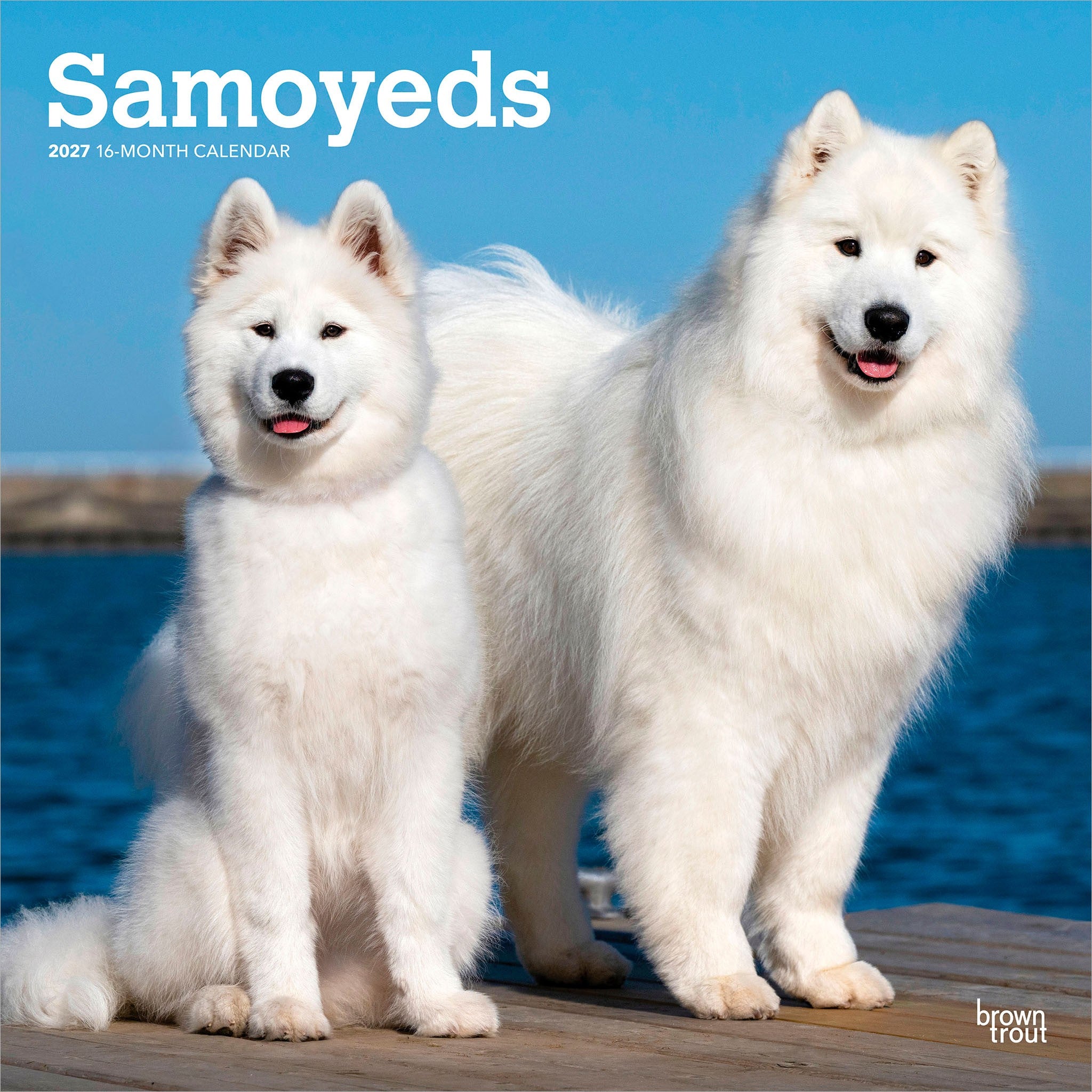 Samoyeds 2027 Wall Calendar