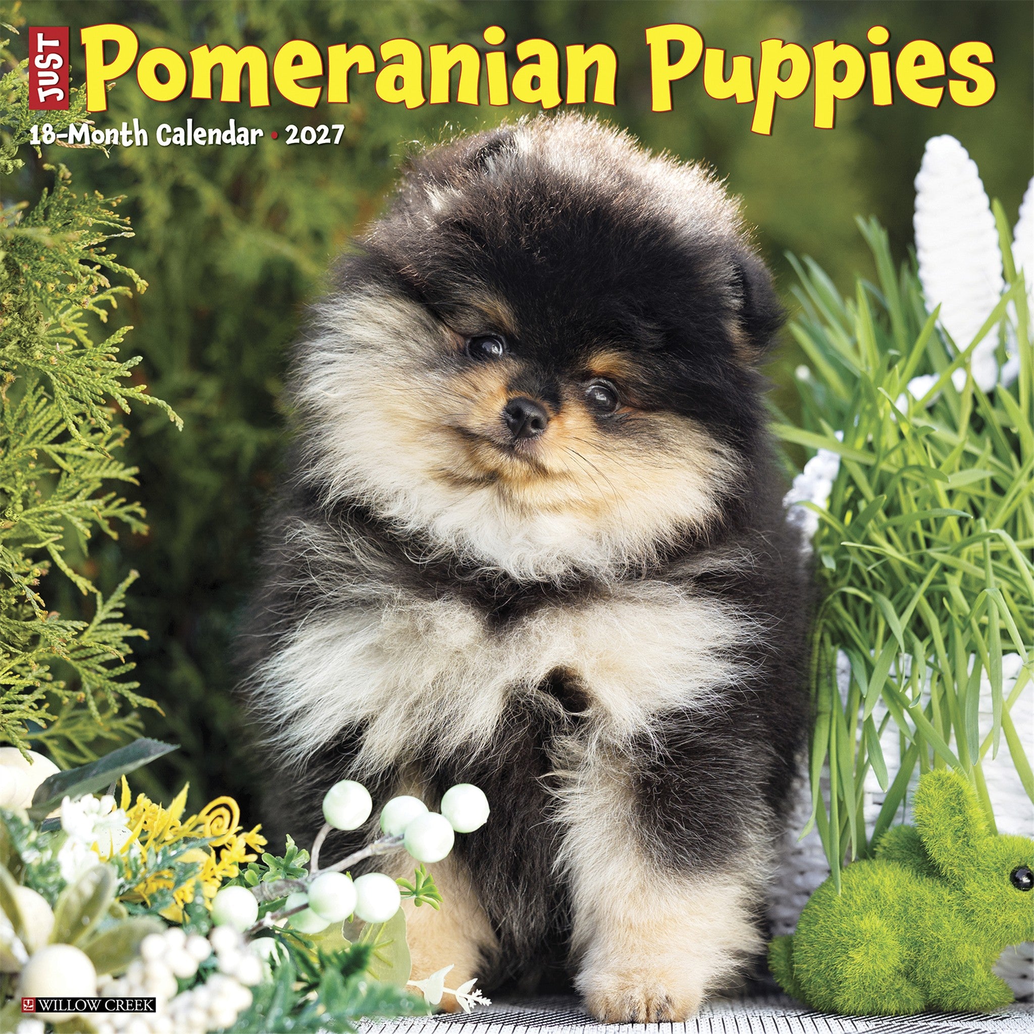 Pomeranian Puppies 2027 Wall Calendar