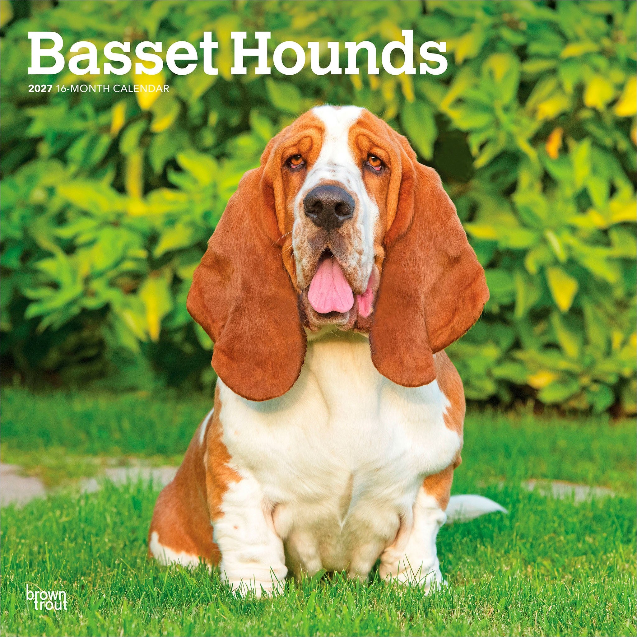 Basset Hounds 2027 Wall Calendar