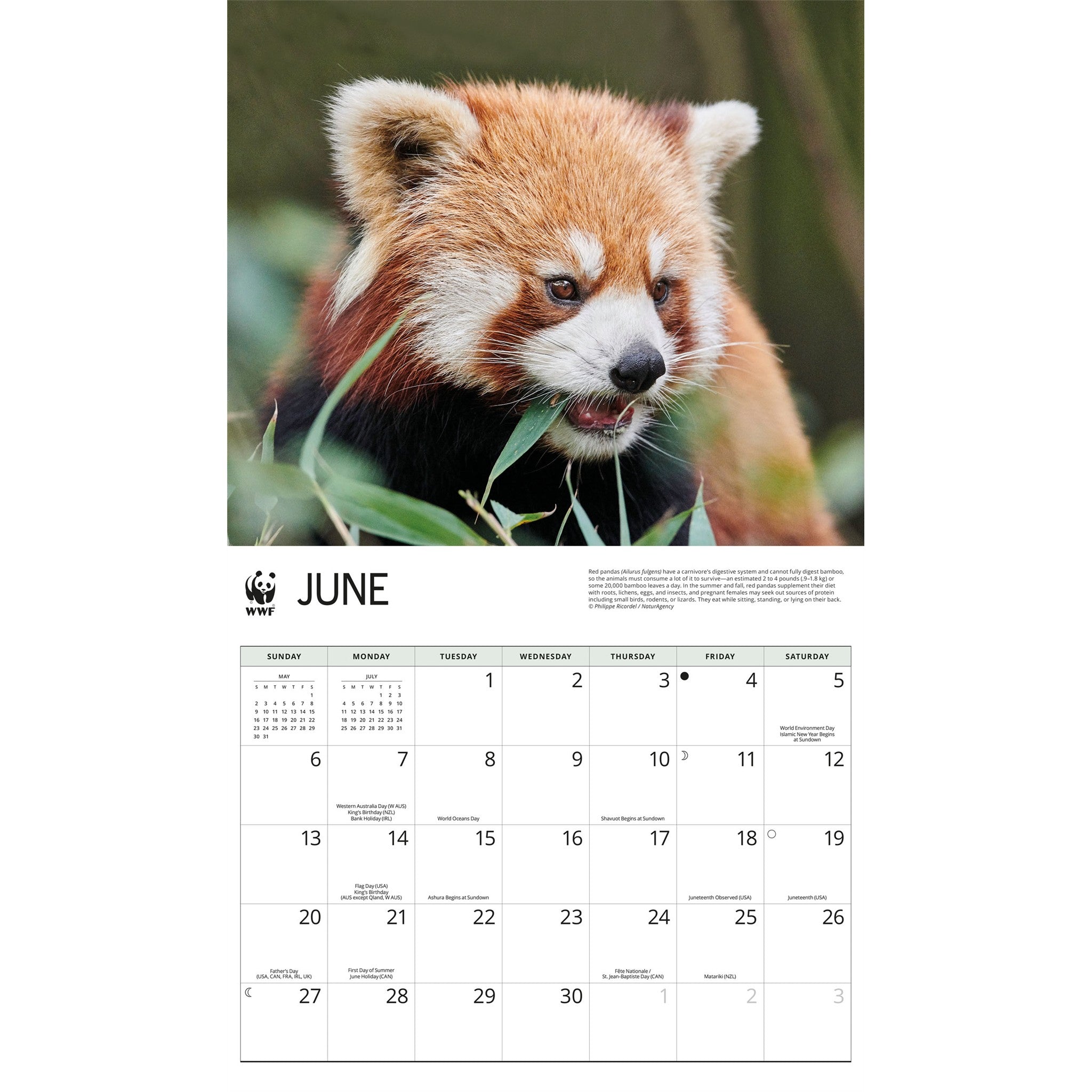 World Wildlife Fund Red Pandas 2027 Wall Calendar