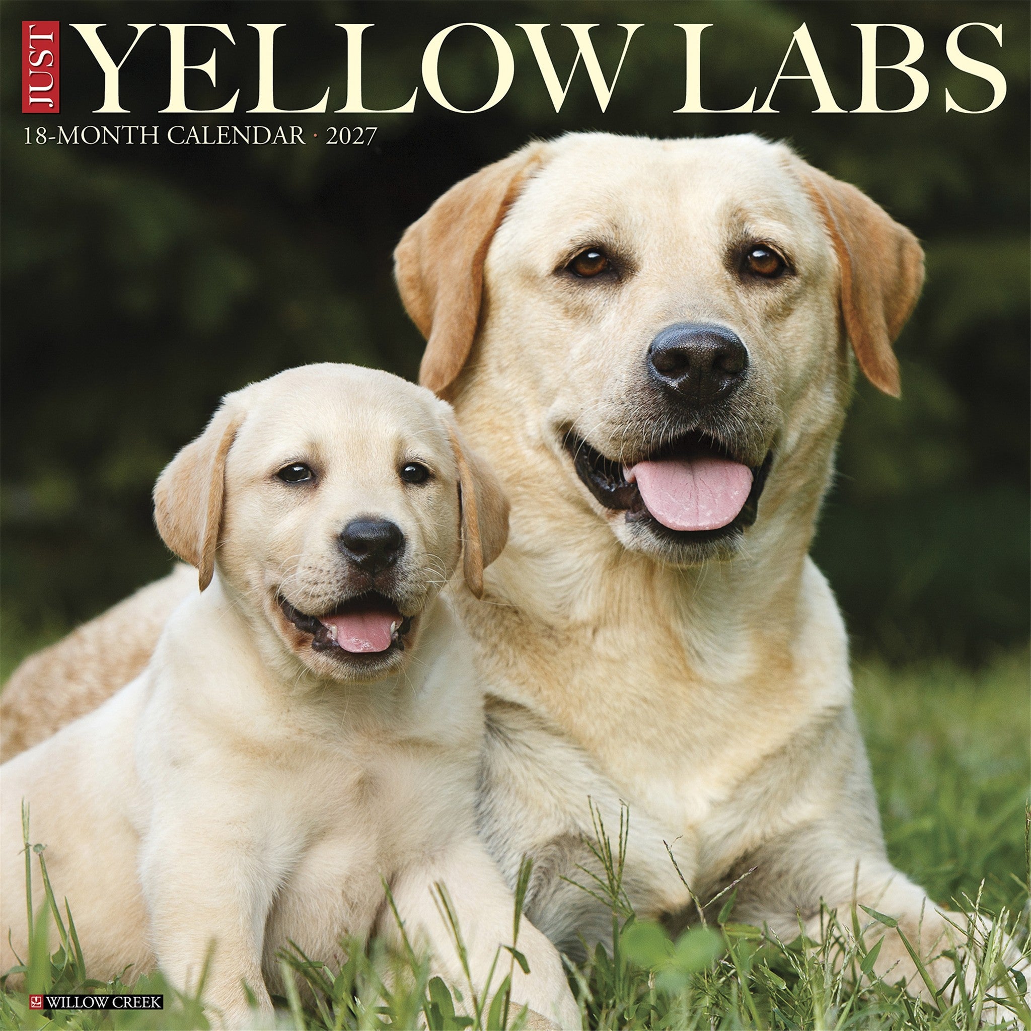 Yellow Labs 2027 Wall Calendar