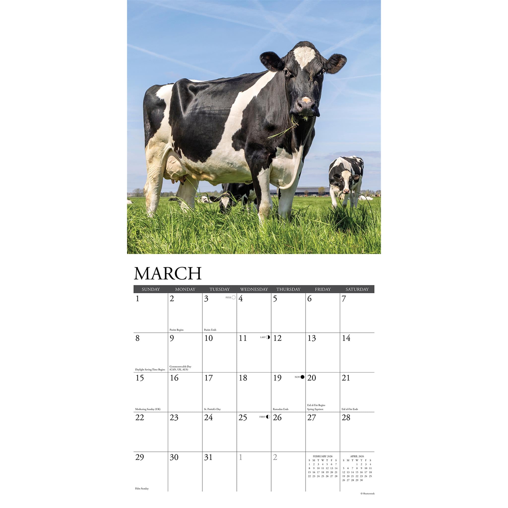 Just Cows 2026 Wall Calendar