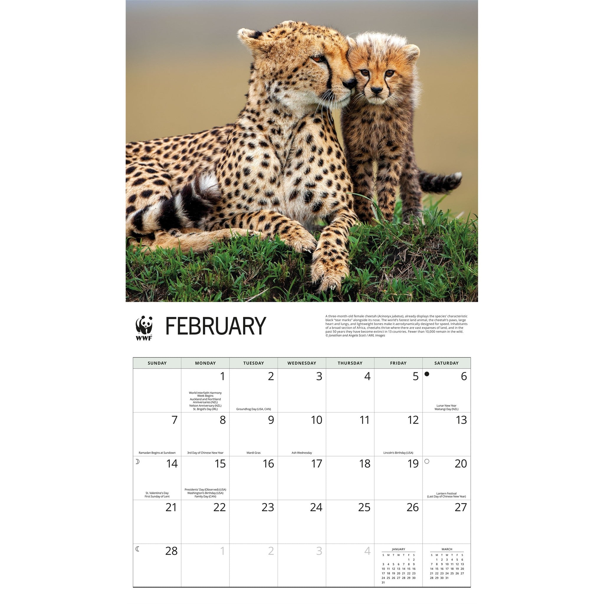 World Wildlife Fund Wild Cats 2027 Wall Calendar