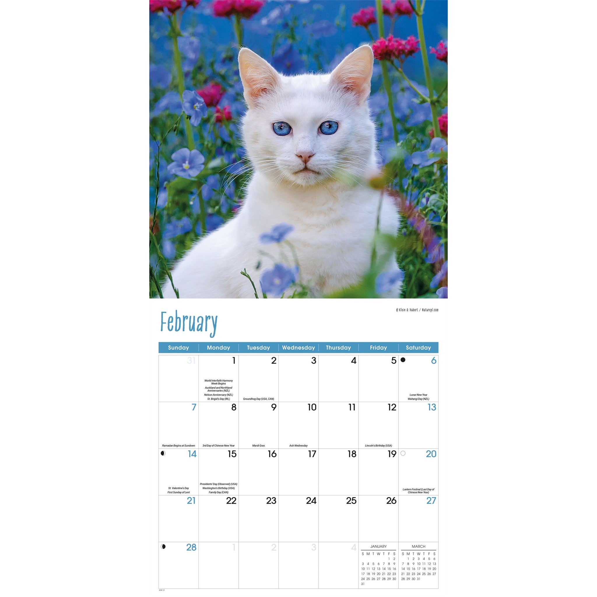 Cats 2027 Wall Calendar