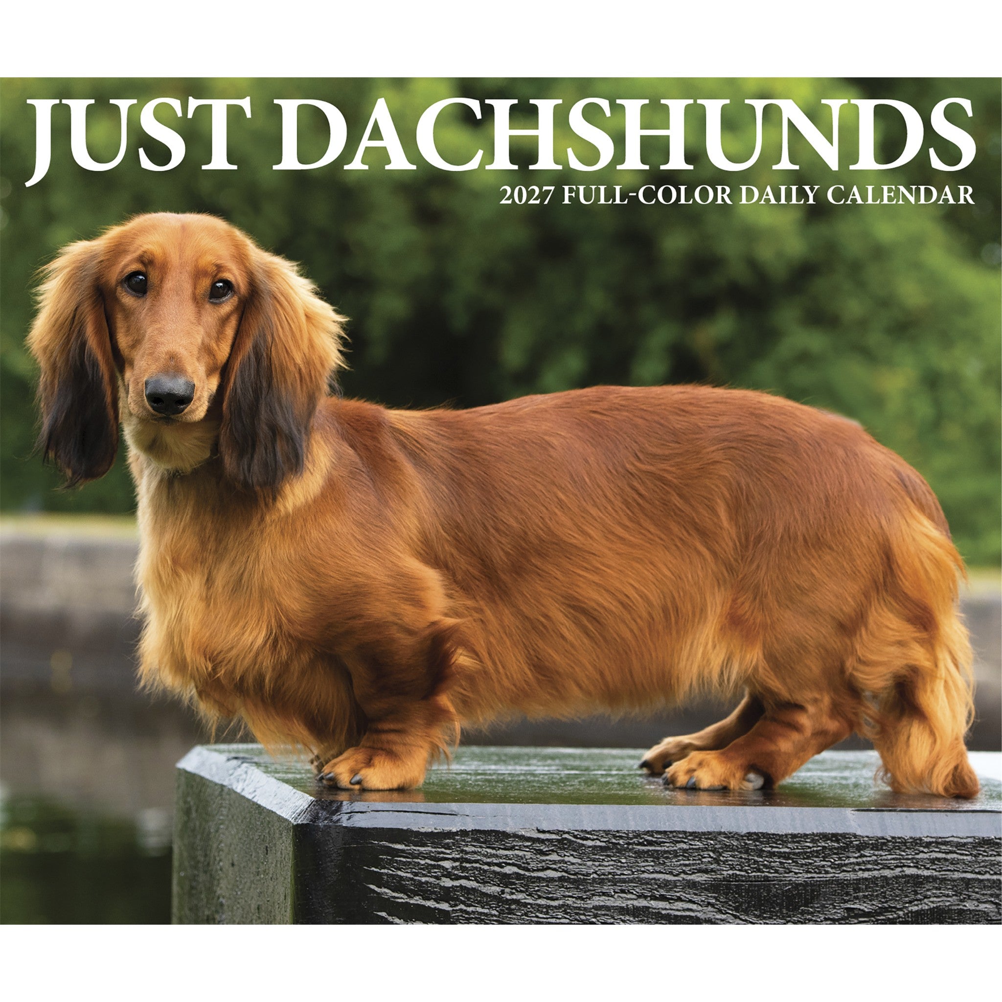 Dachshunds 2027 Box Calendar