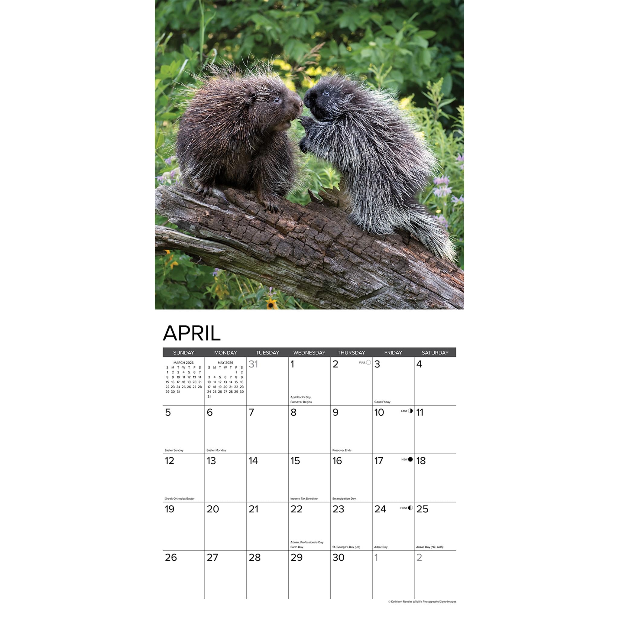 Porcupines 2026 Wall Calendar - Online Only