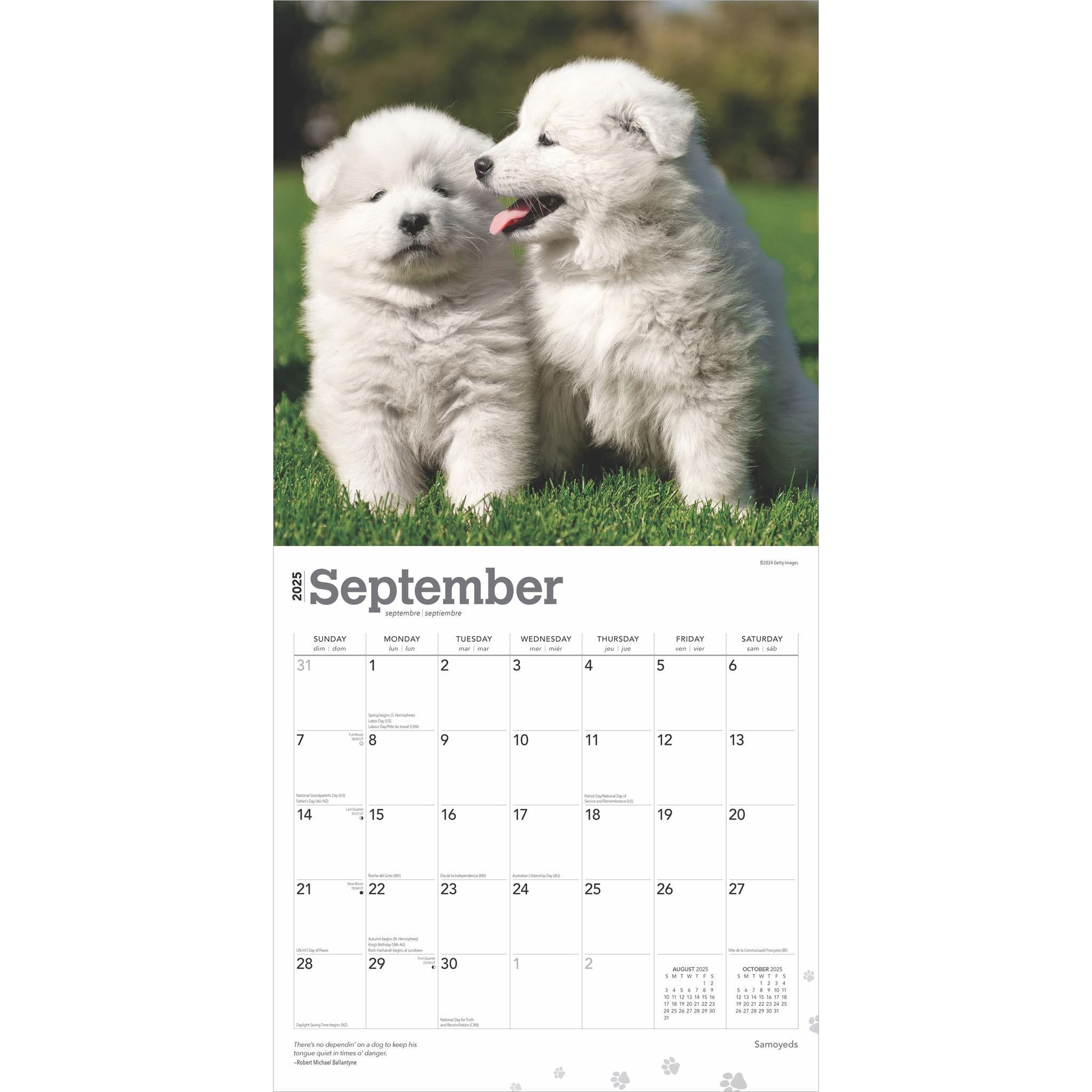 Samoyeds Wall 2025 Calendar