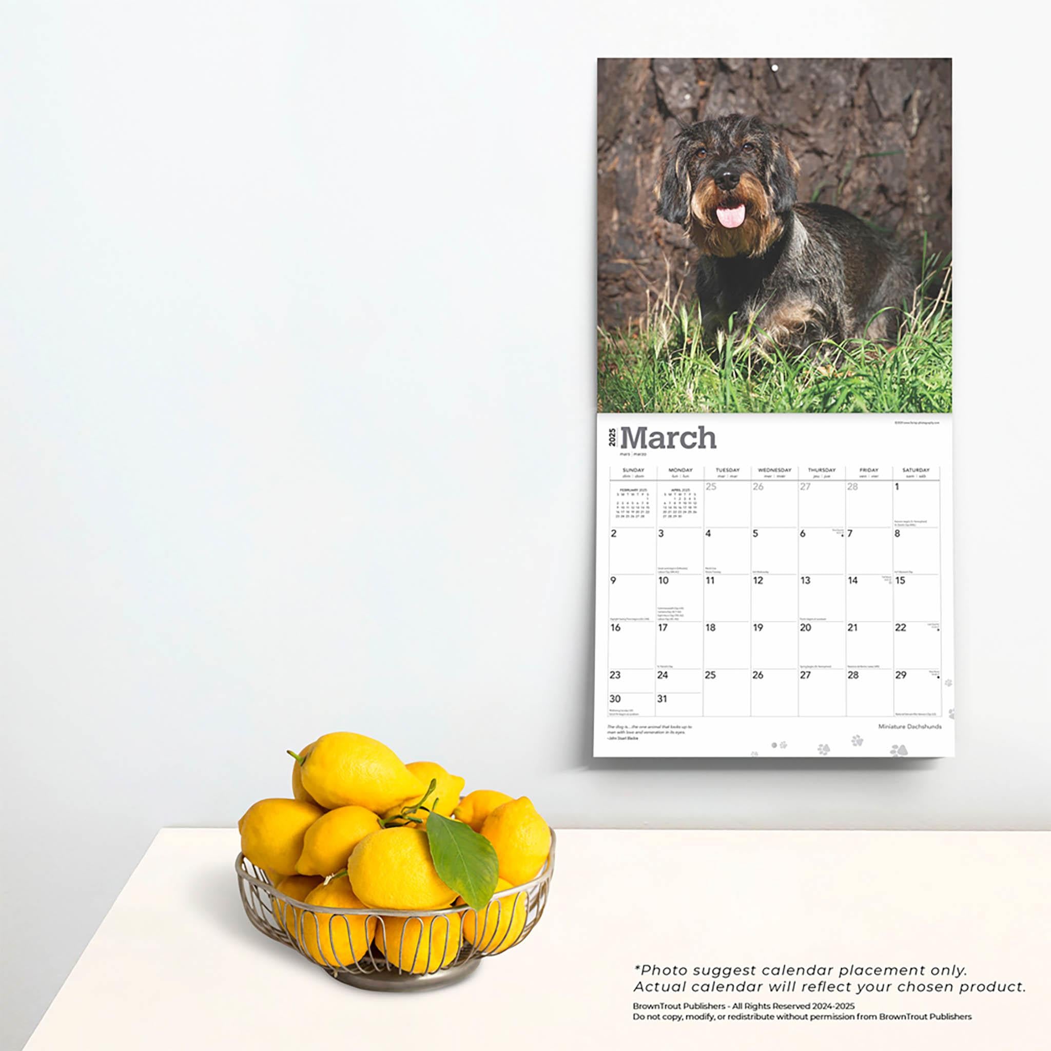 Dachshunds Miniature Wall 2025 Calendar