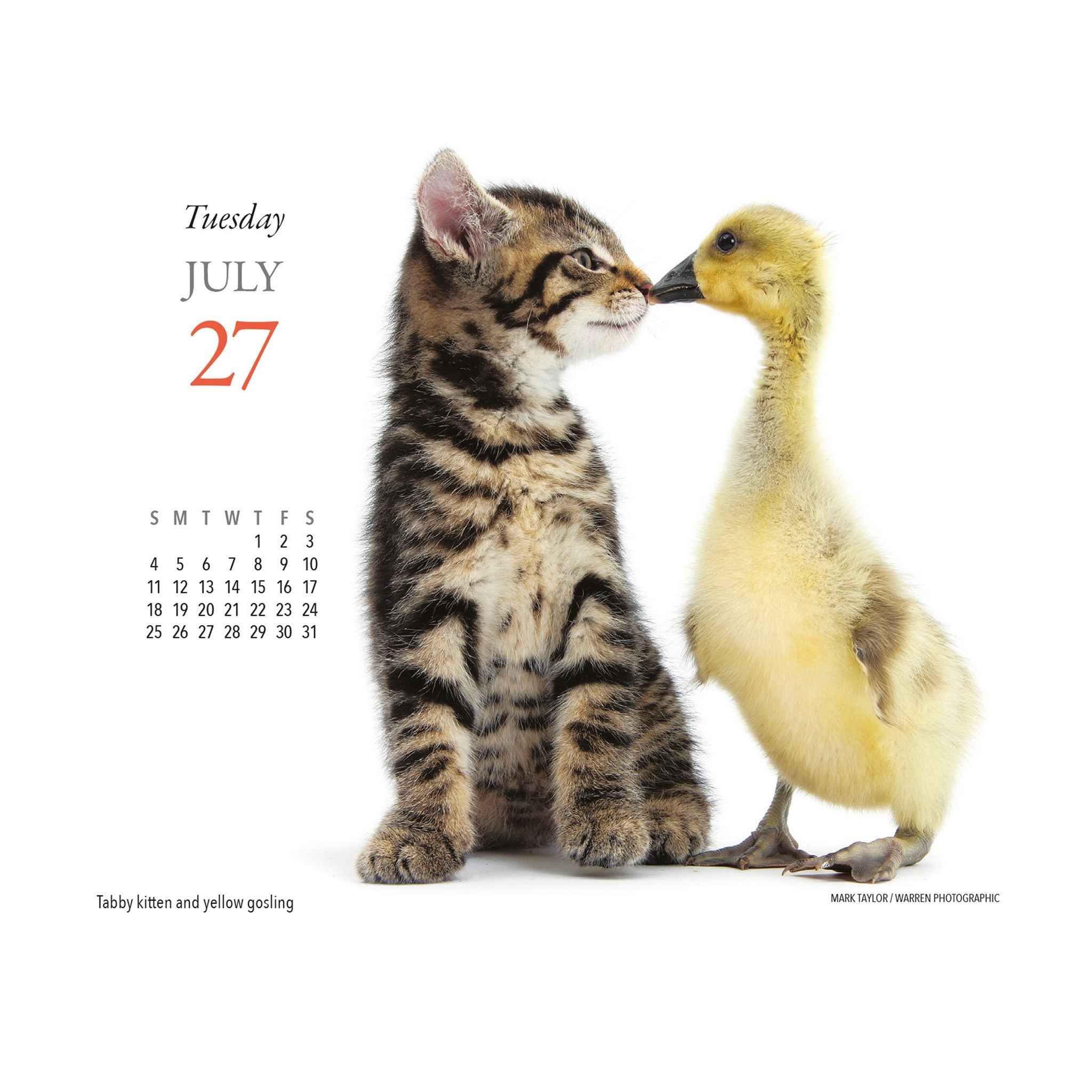 Kittens and Friends 2027 Box Calendar