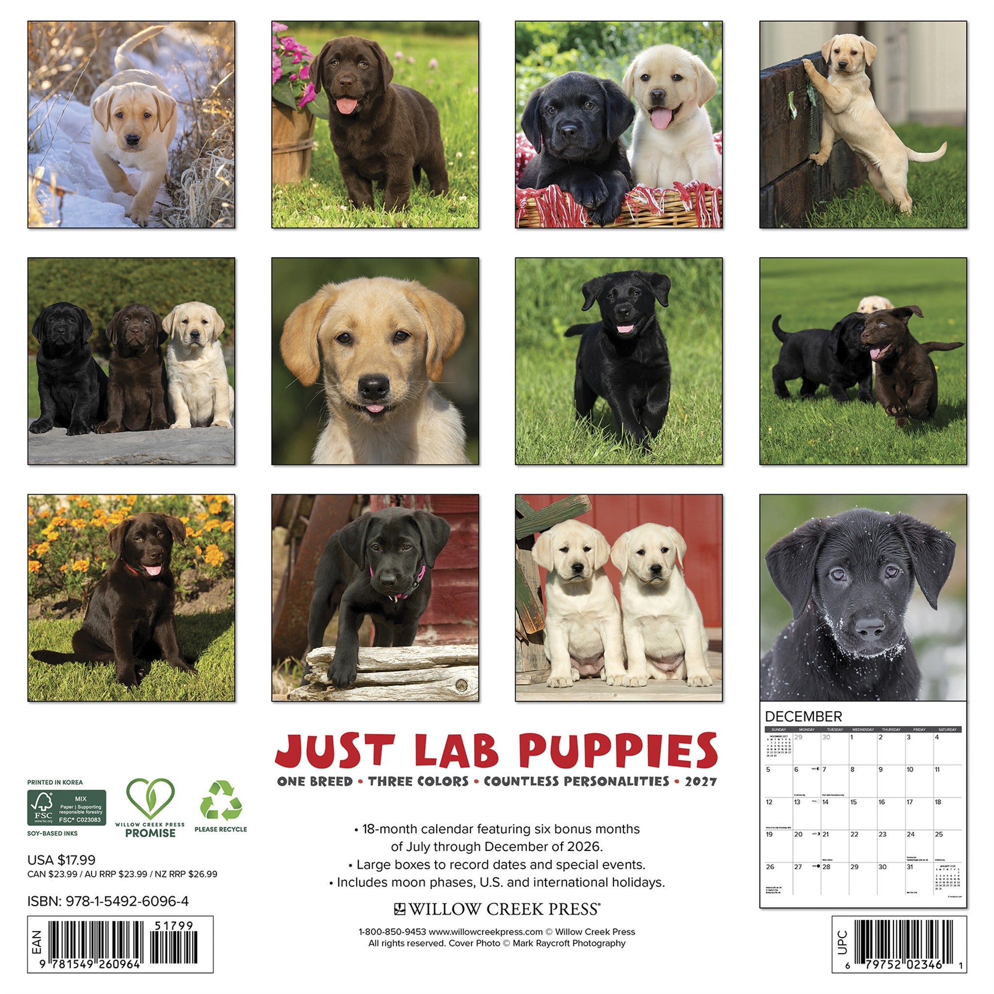 Lab Puppies 2027 Wall Calendar