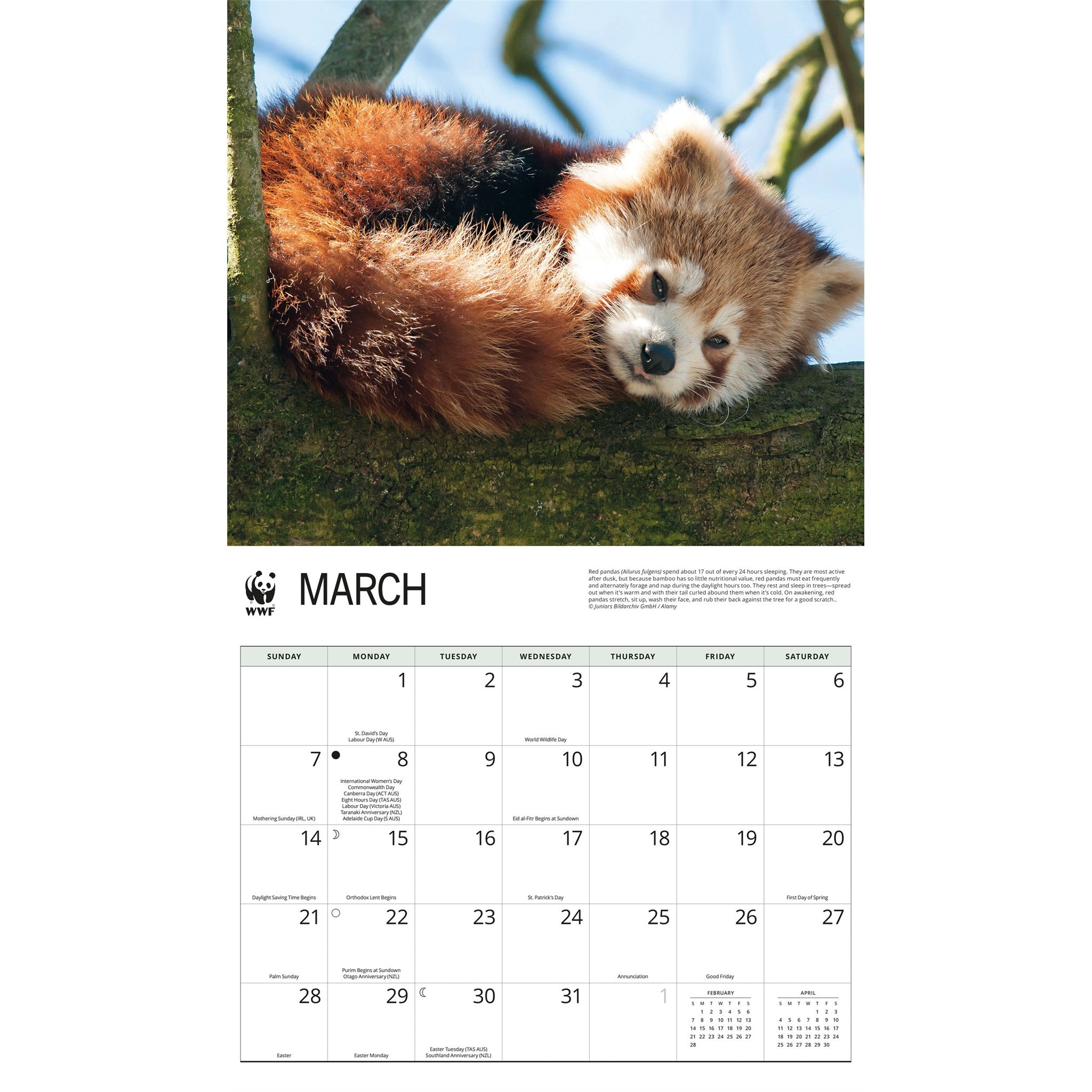 World Wildlife Fund Red Pandas 2027 Wall Calendar