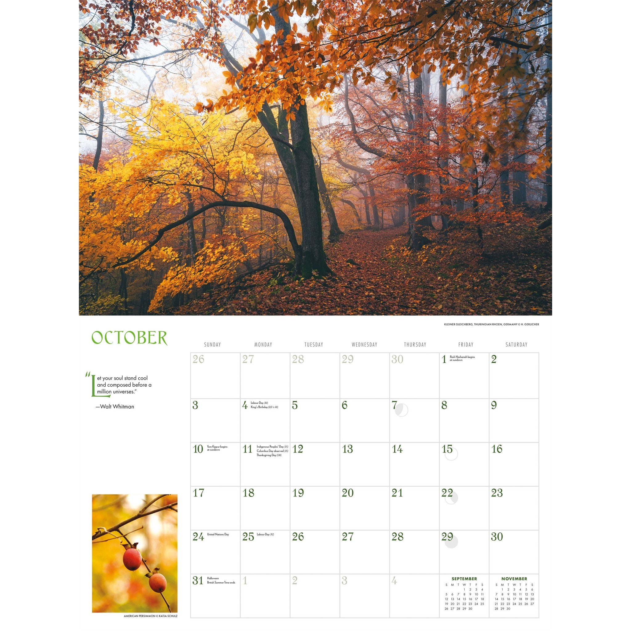 Into the Woods 2027 Wall Calendar