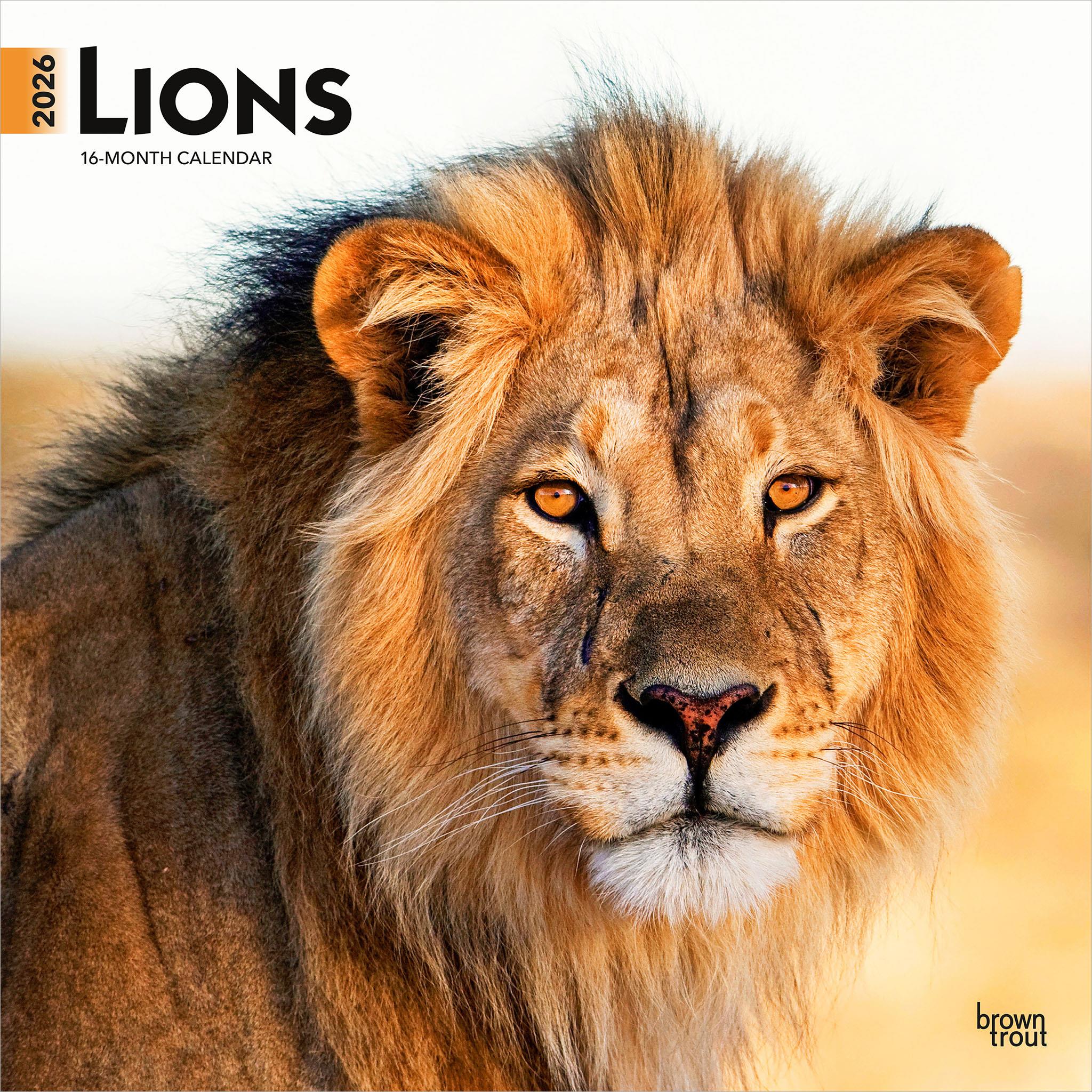 Lions 2026 Wall Calendar - Online Exclusive