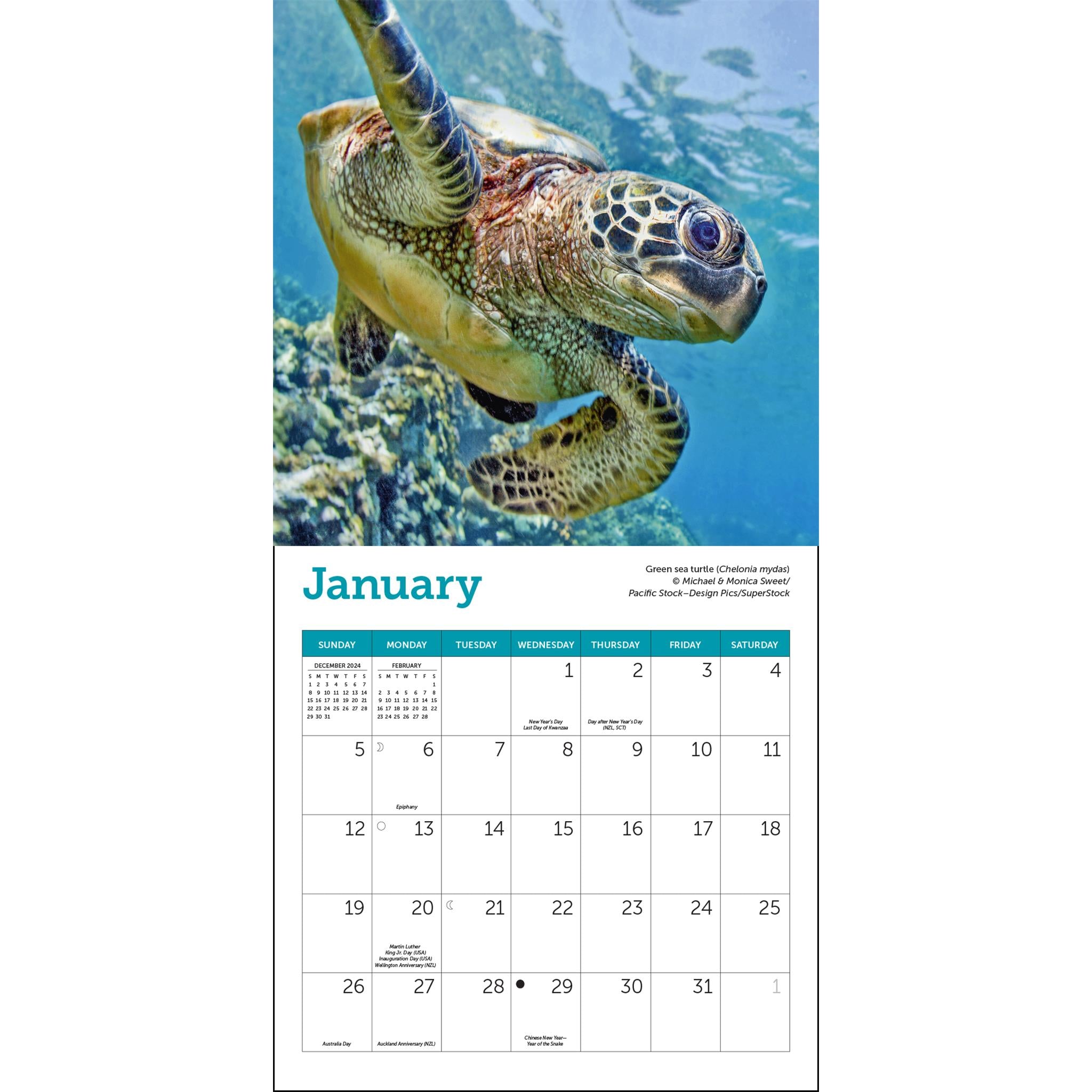 Sea Turtles Mini 2025 Calendar