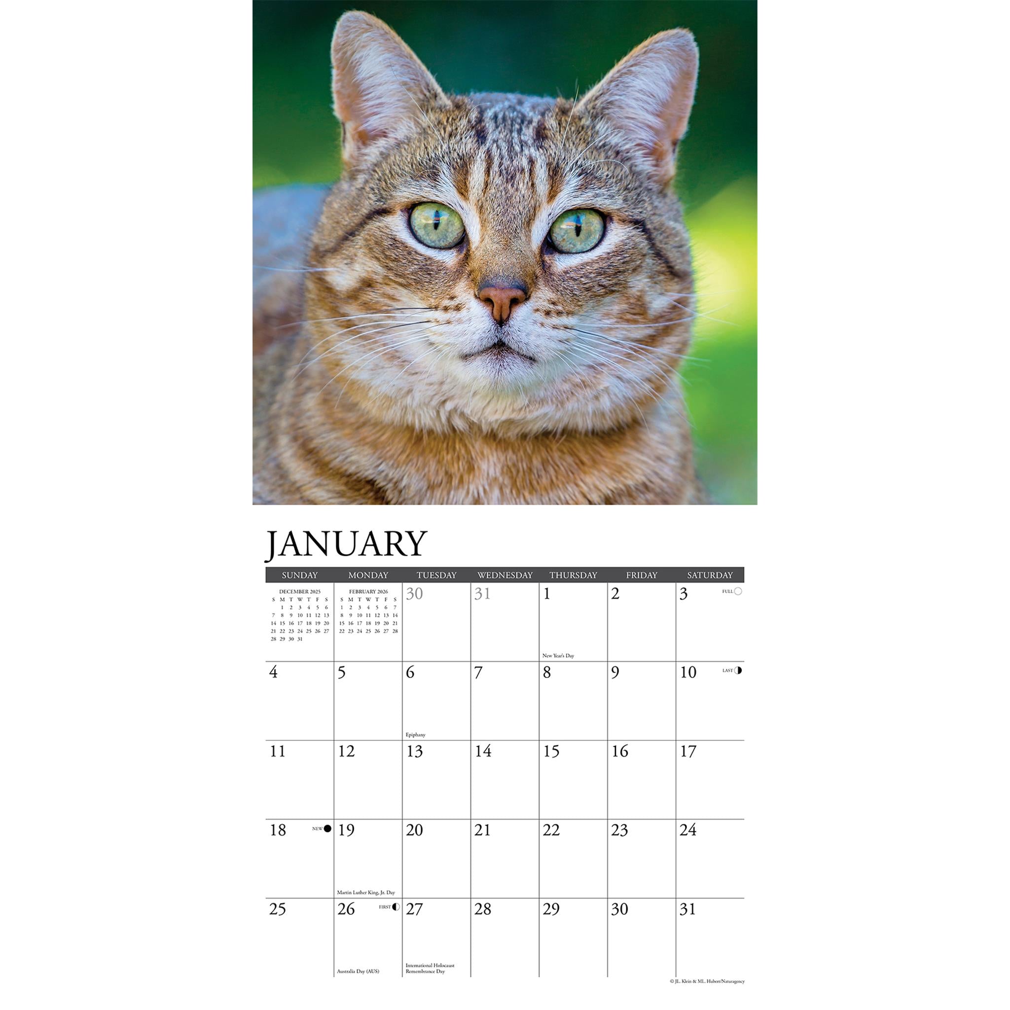 Just Tabby Cats 2026 Wall Calendar - Online Only