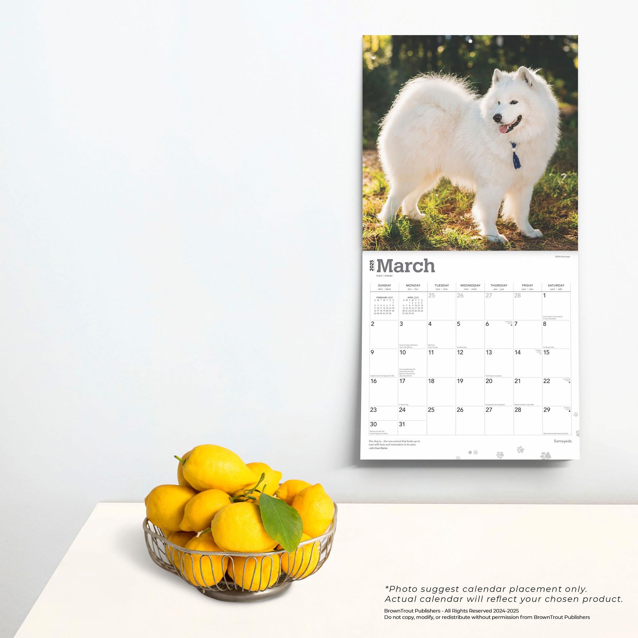 Samoyeds Wall 2025 Calendar