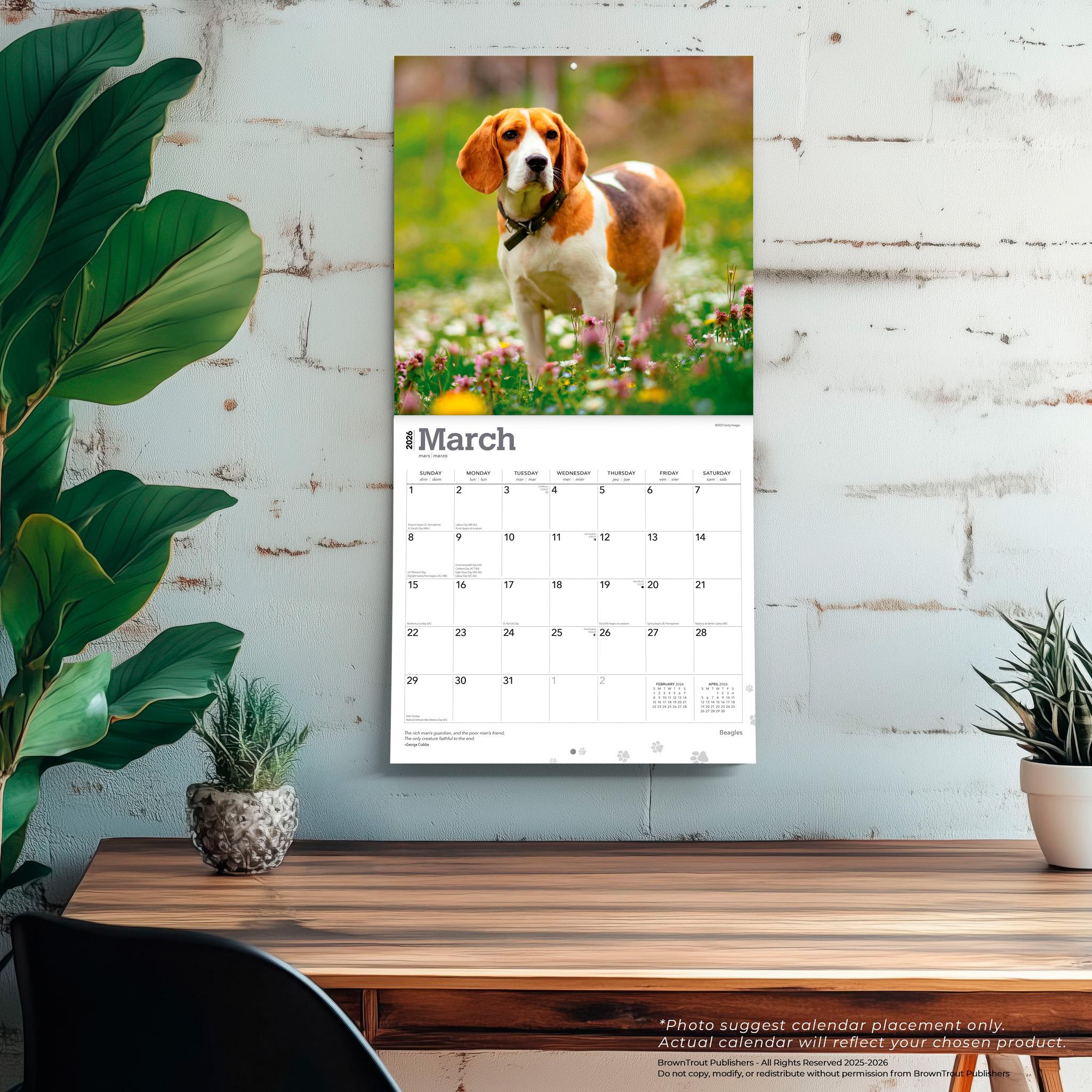 Beagles 2026 Wall Calendar