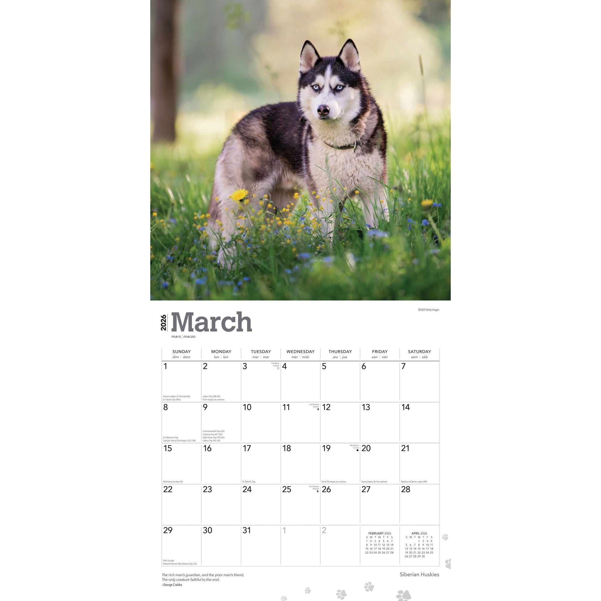 Siberian Huskies 2026 Wall Calendar